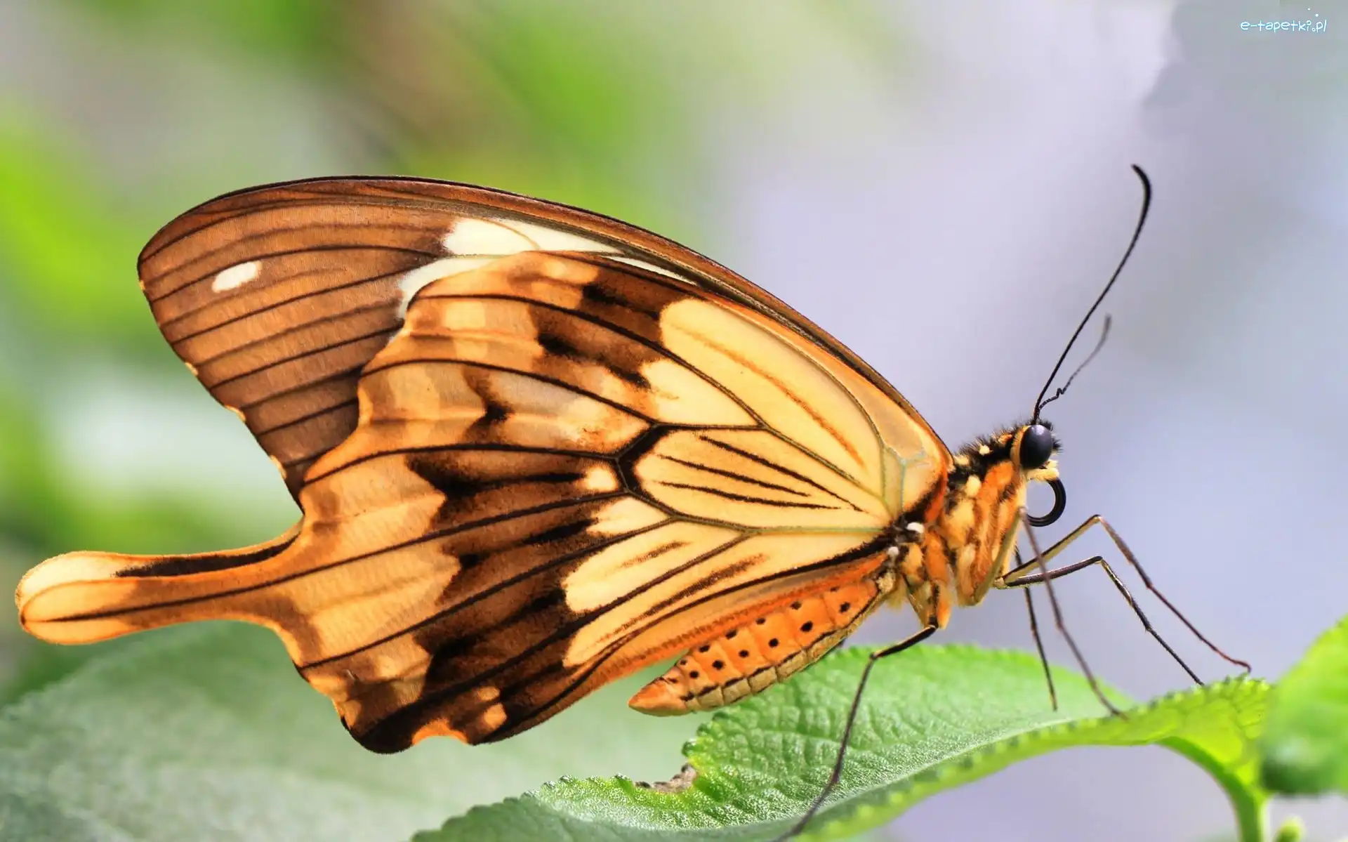Listek, Motyl