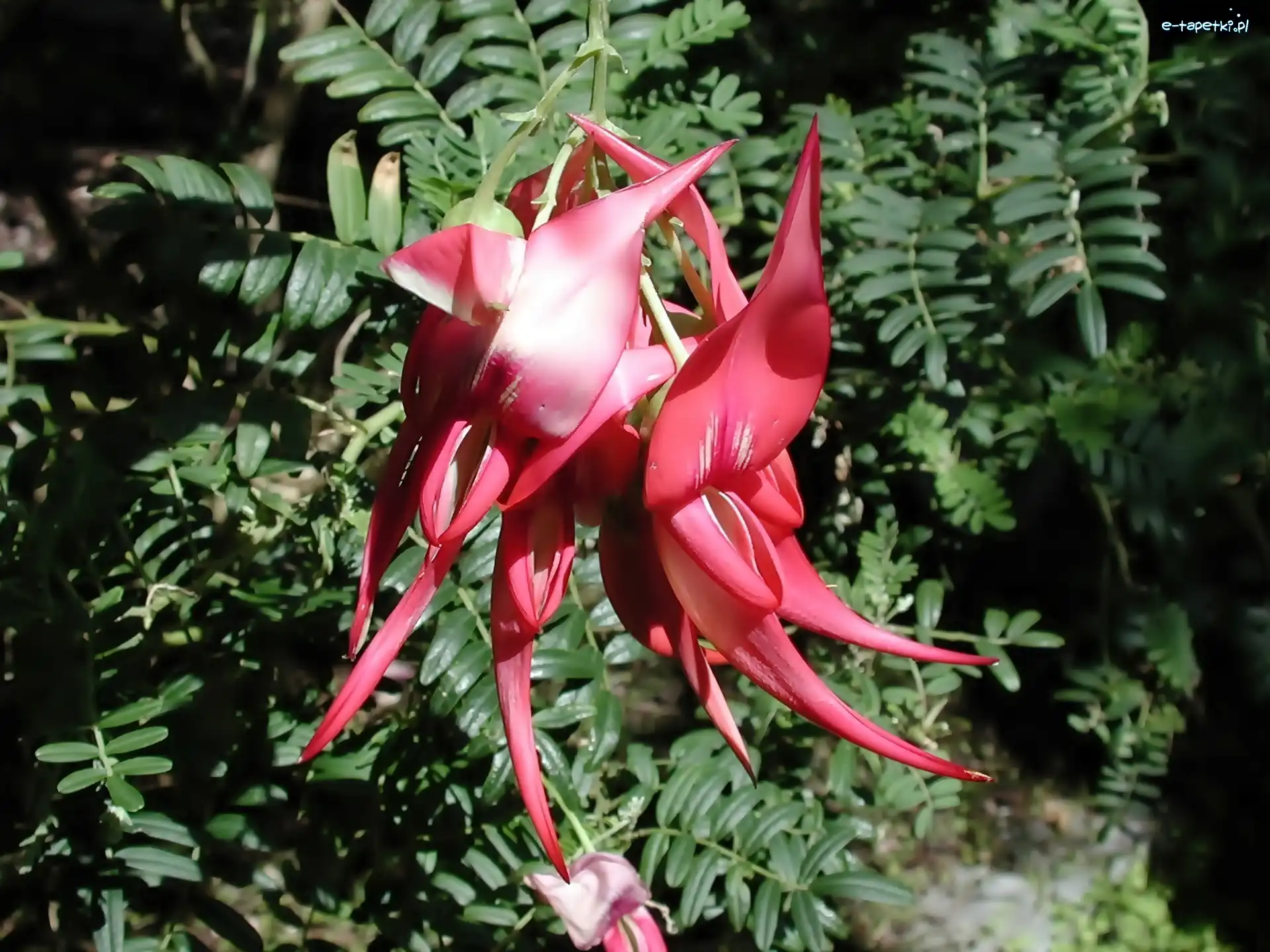Puniceus, Clianthus
