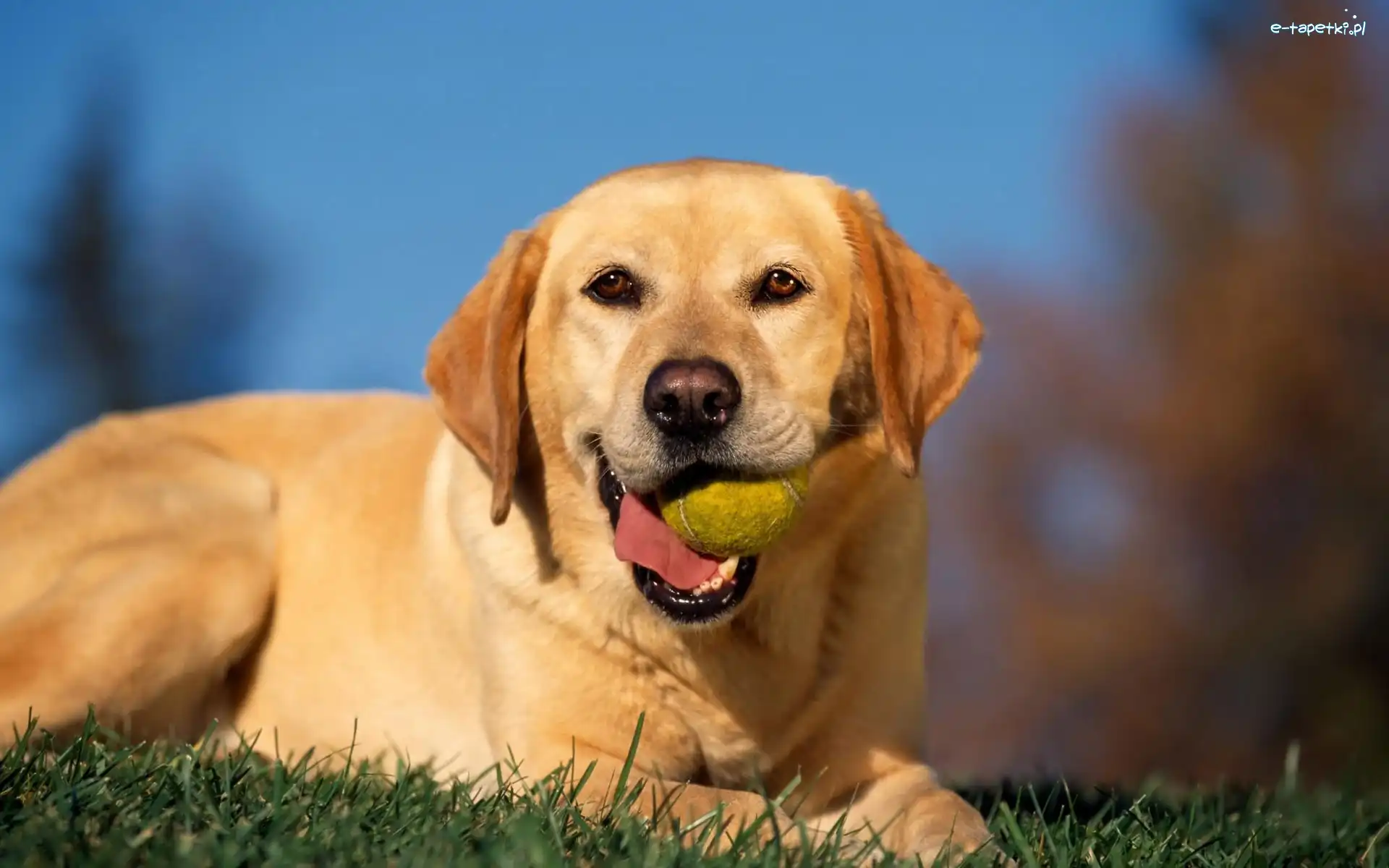 Piłeczka, Retriever, Szczęśliwy
