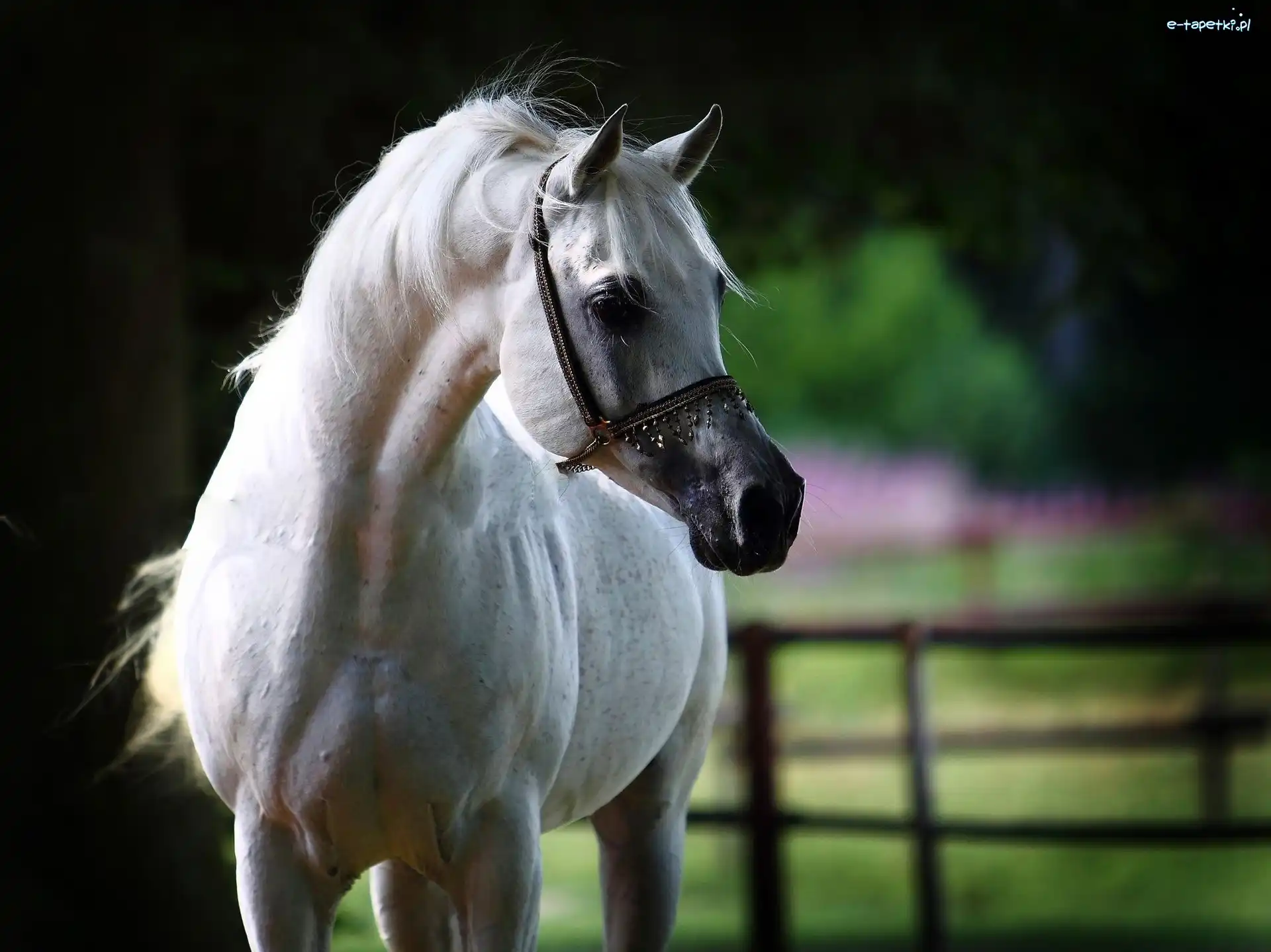 Arab, Koń, Biały