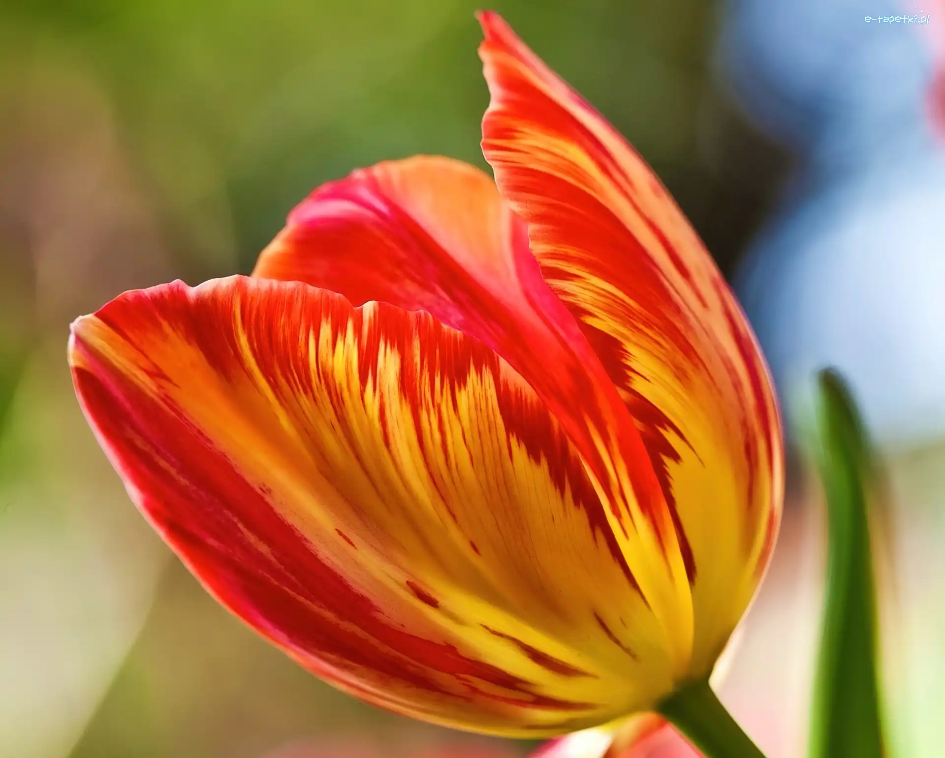 Tulipan, Żółty, Czerwono