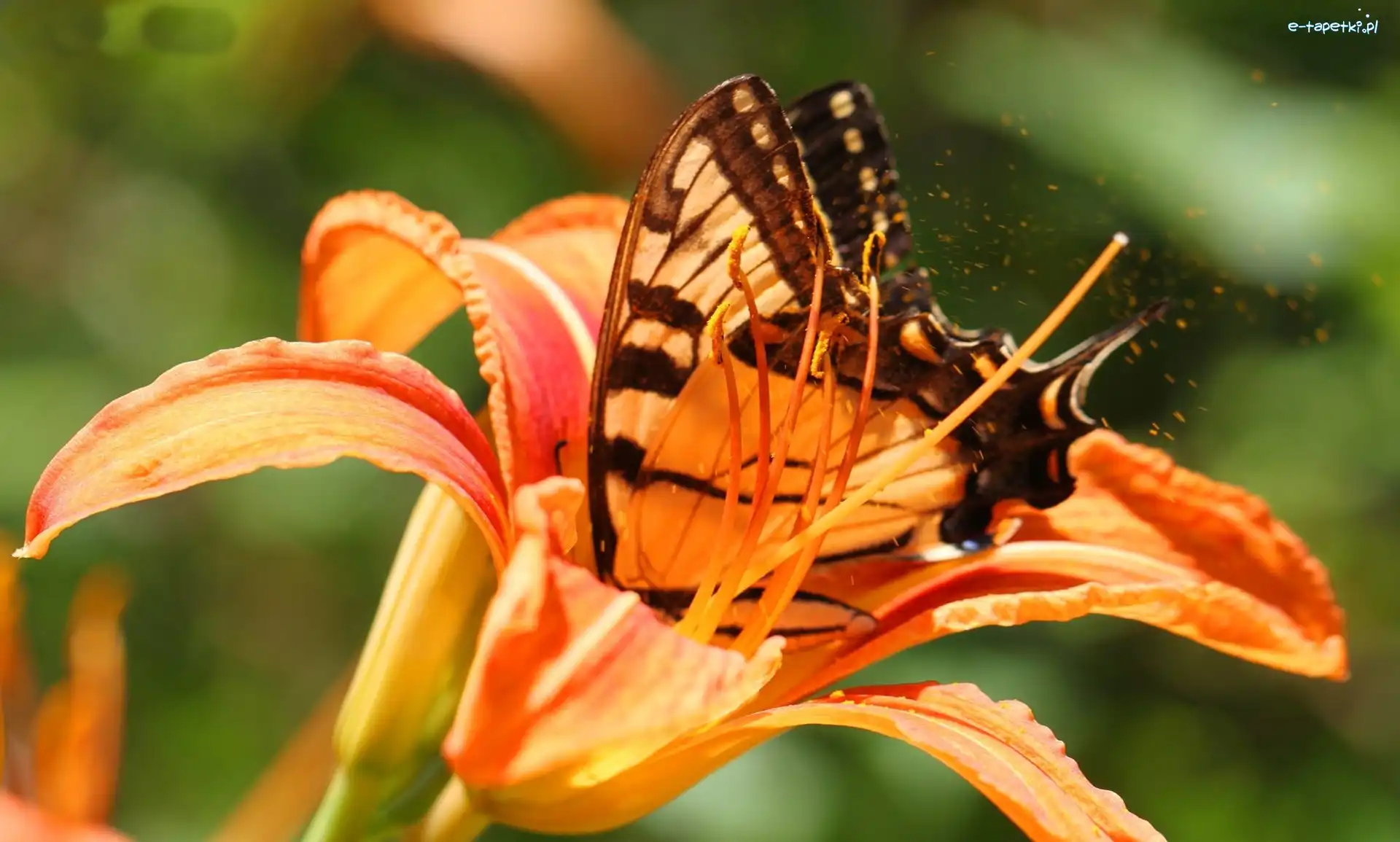 Lilia, Pomarańczowa, Motyl