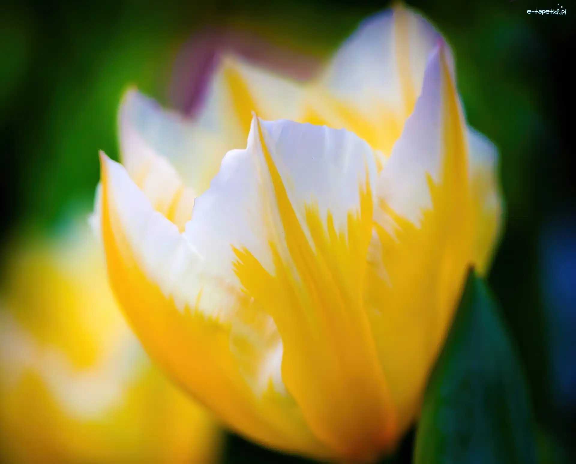 Tulipan, Biały, Żółto