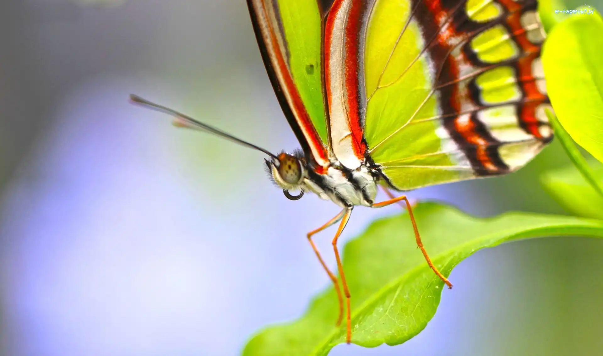 Listek, Motyl