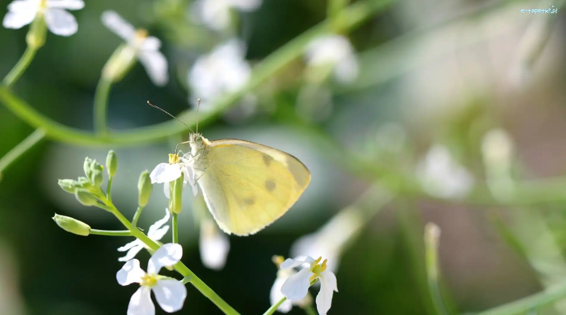 Kwiat, Biały, Motyl