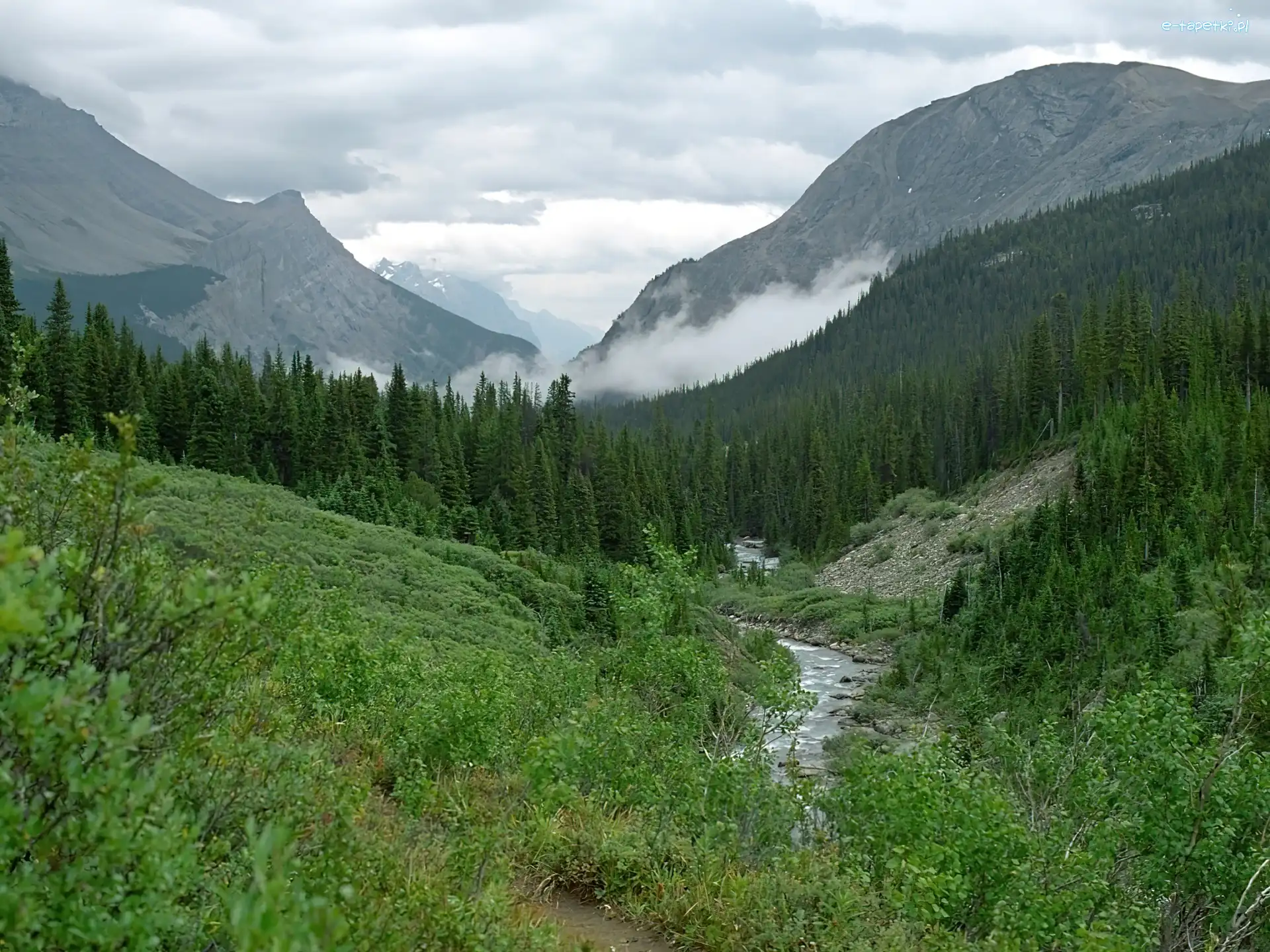 Krzewy, Las, Góry