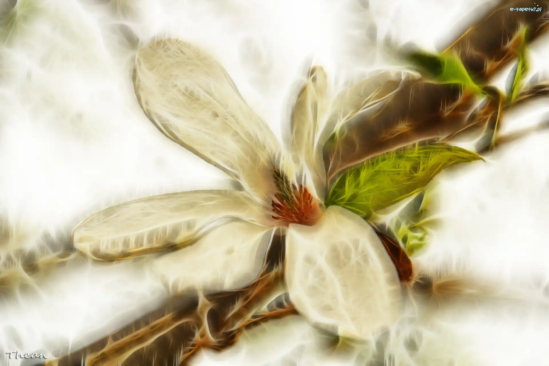 Kwiat, Fractalis, Magnolia Japońska