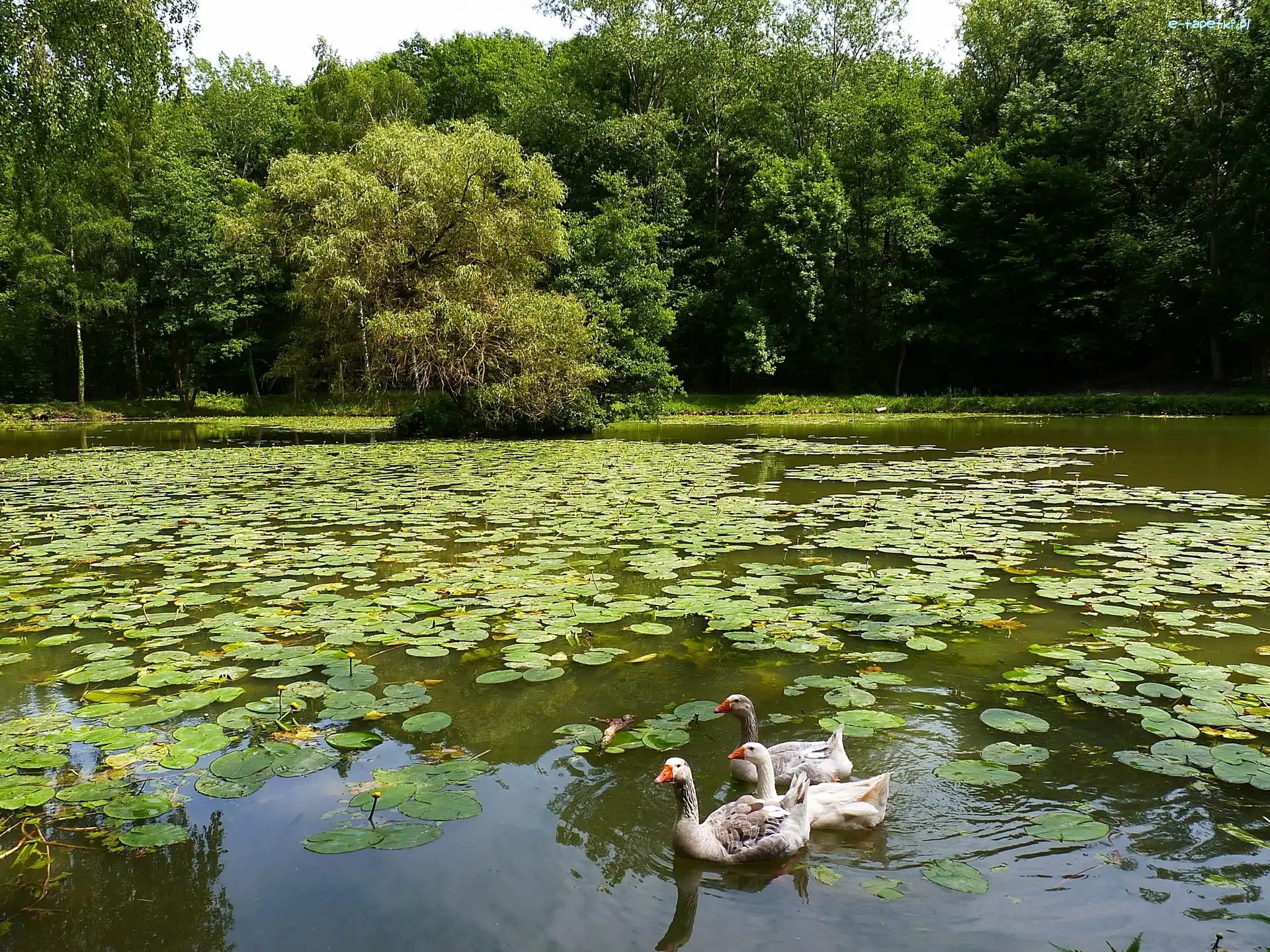 Gęsi, Staw, Park