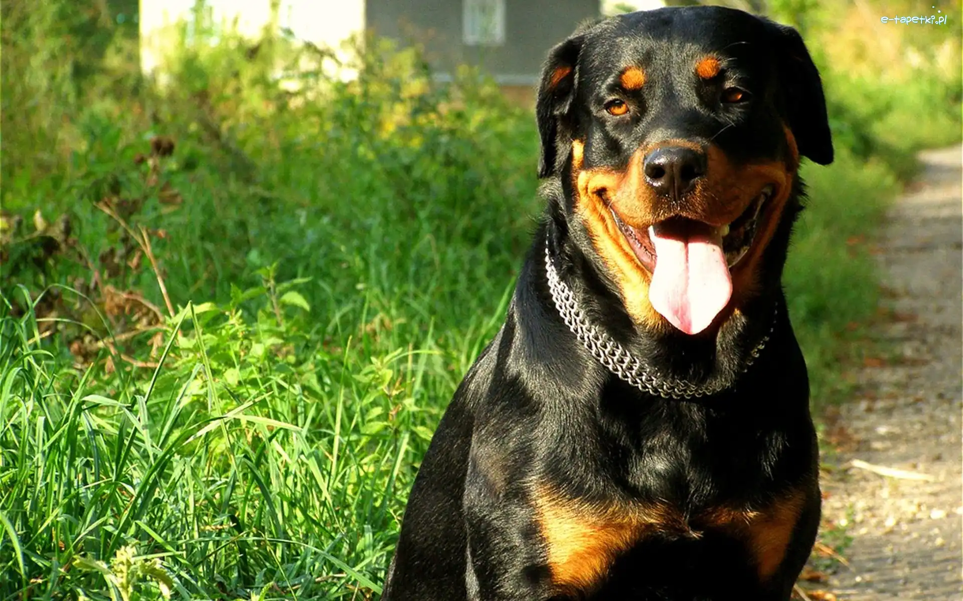 Język, Trawa, Obroża, Rottweiler