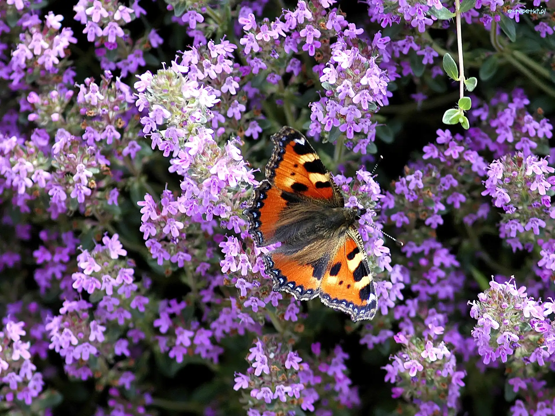 Rusałka pokrzywnik, Kwiatuszki, Fioletowe, Motyl