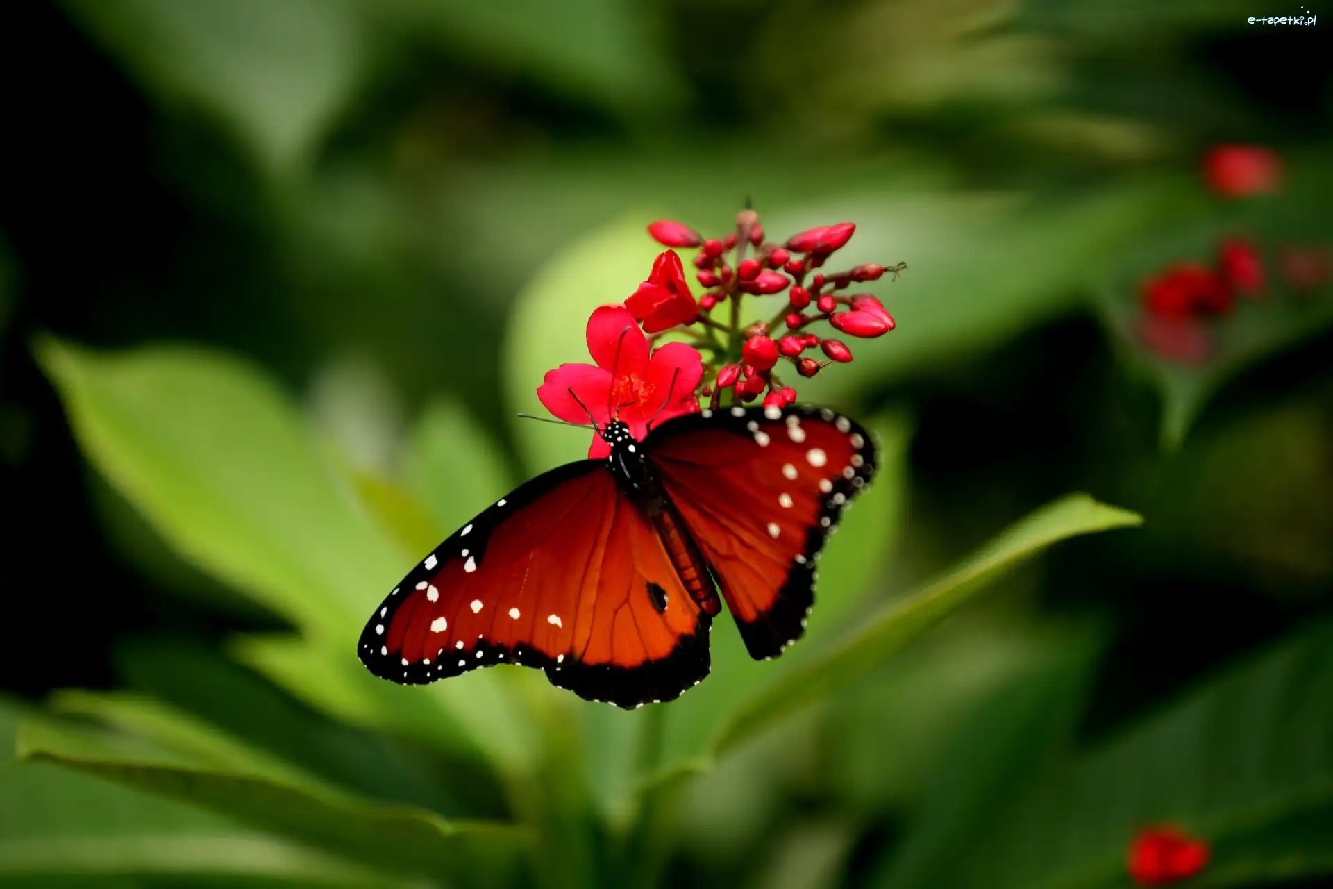 Motyl, Roślinka
