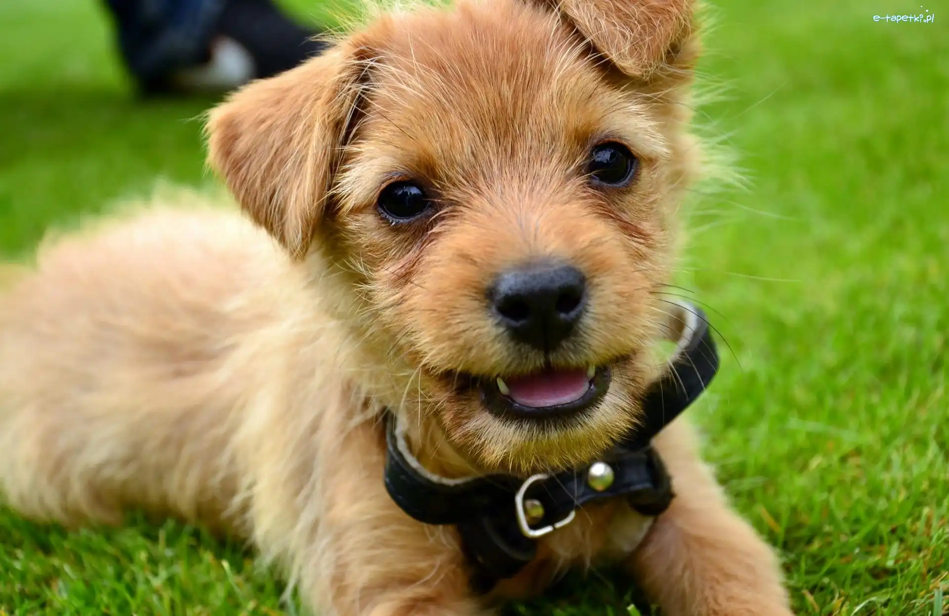 Norfolk terrier, Obroża, Czarna, Pies