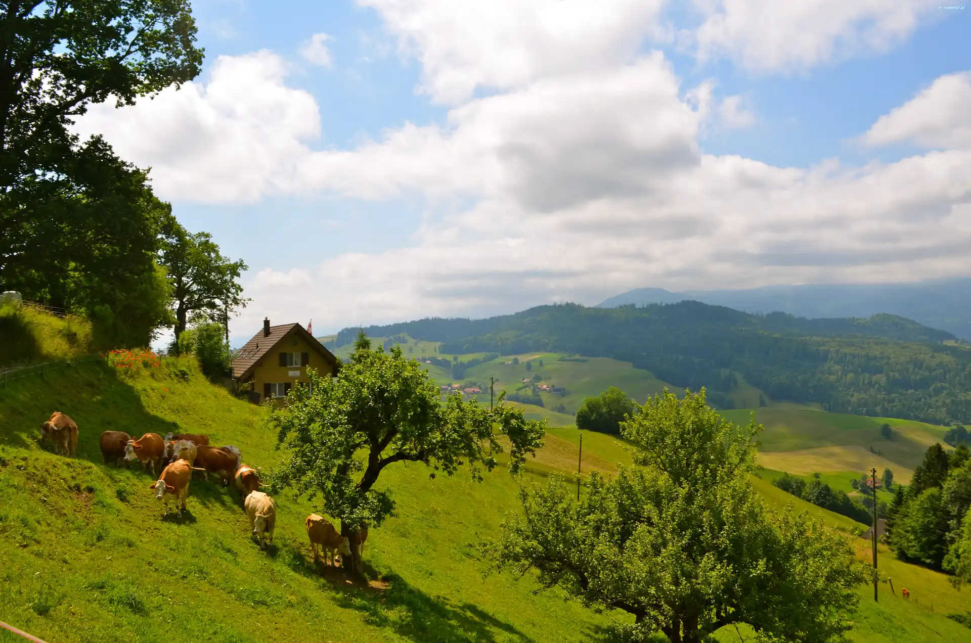 Krowy, Góry, Wieś