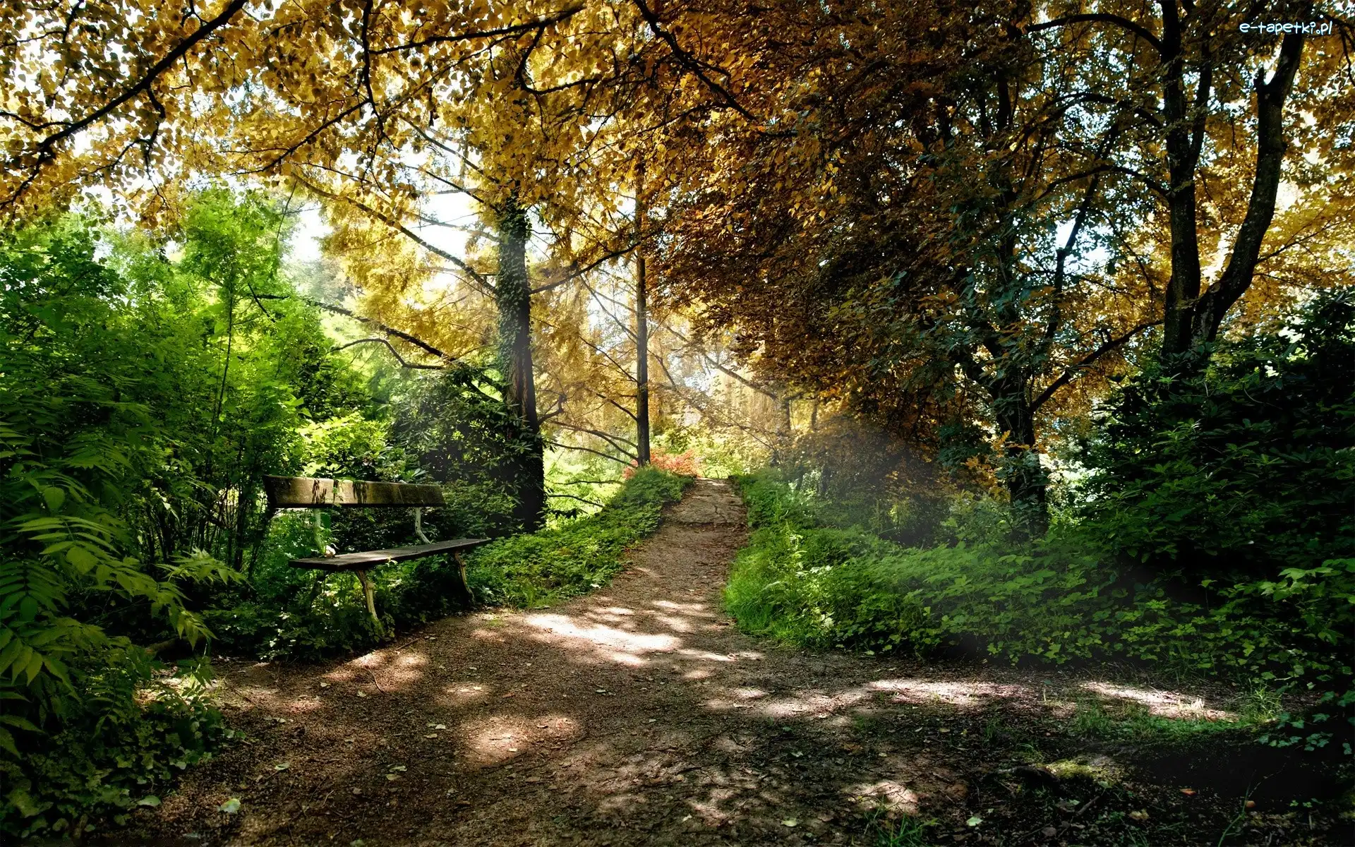 Ławeczka, Dróżka, Las