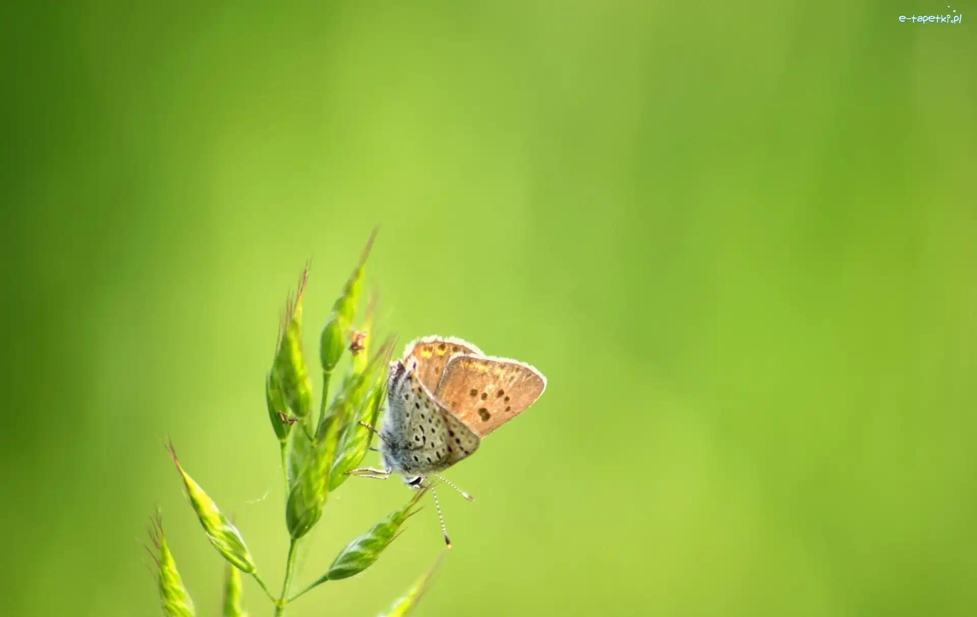 Roślina, Motyl