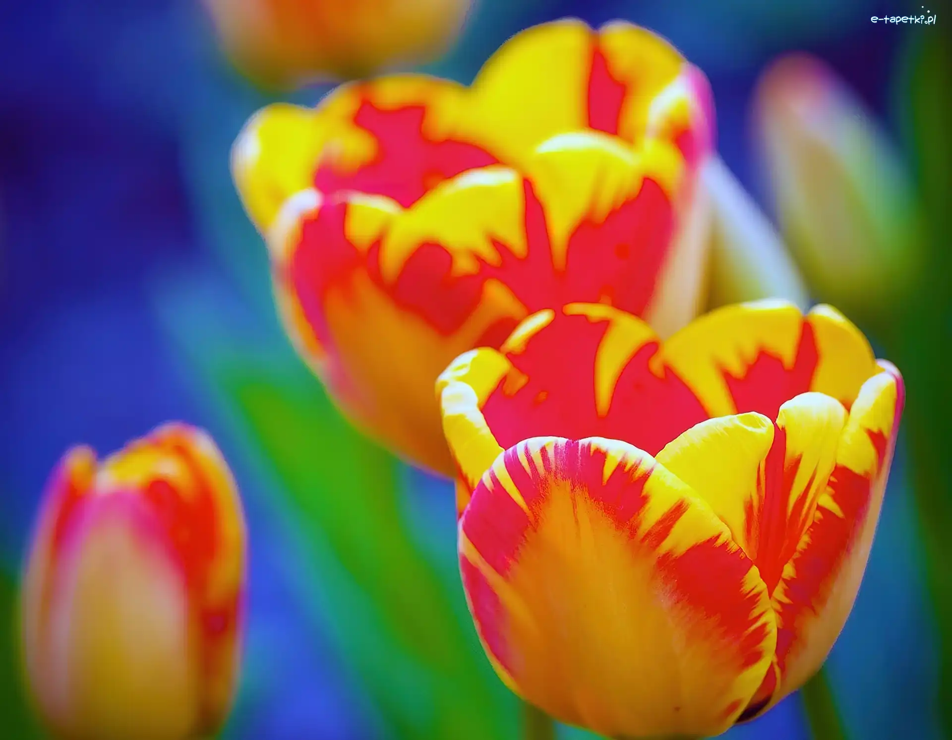 Tulipany, Żółte, Czerwono