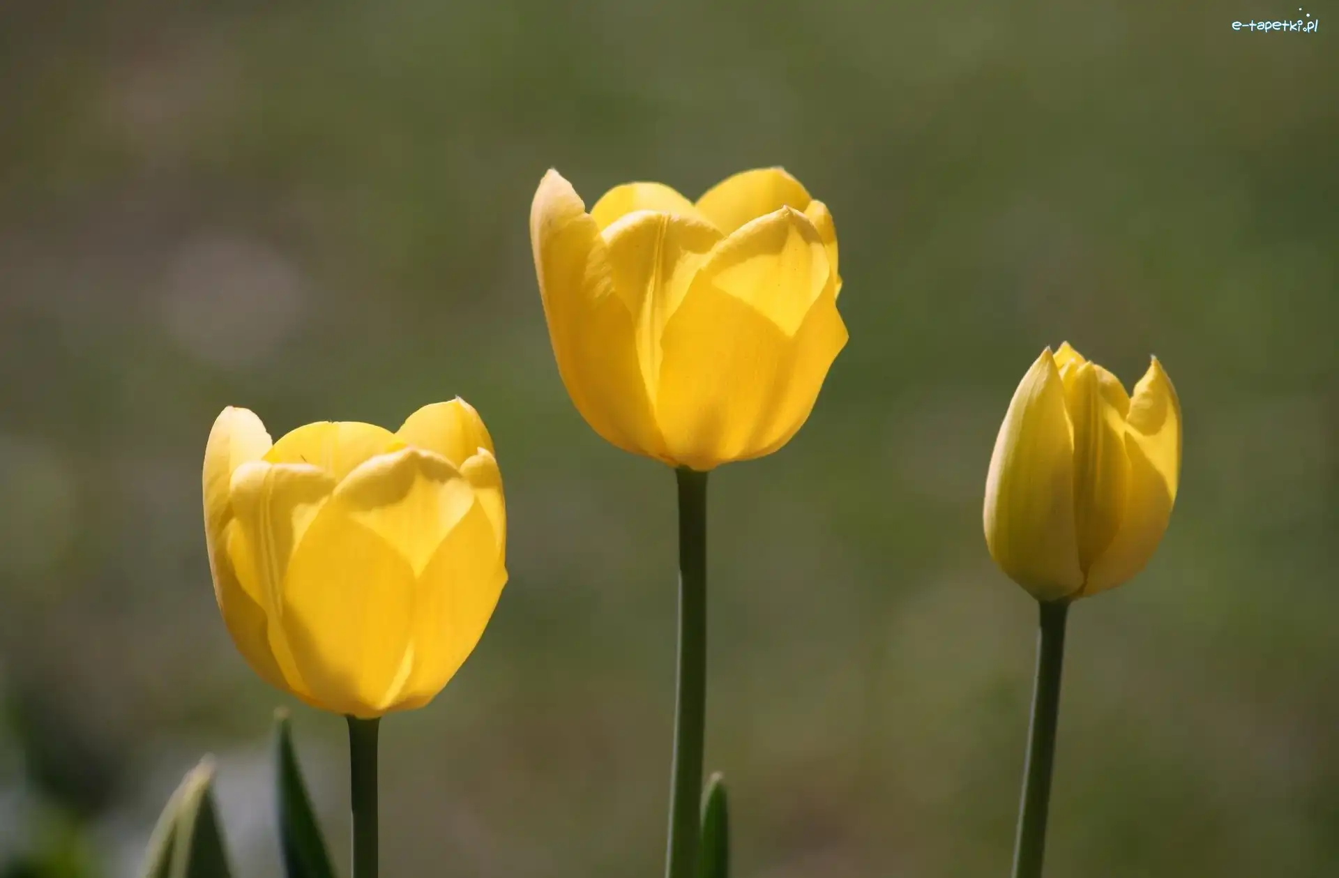 Tulipany, Żółte