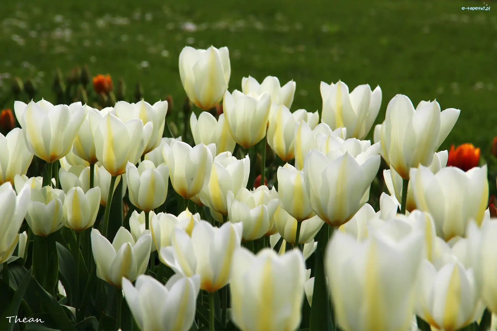 Tulipany, Białe