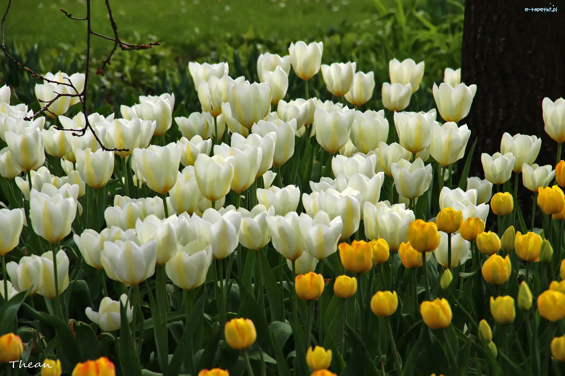 Tulipany
, Żółte, Białe
