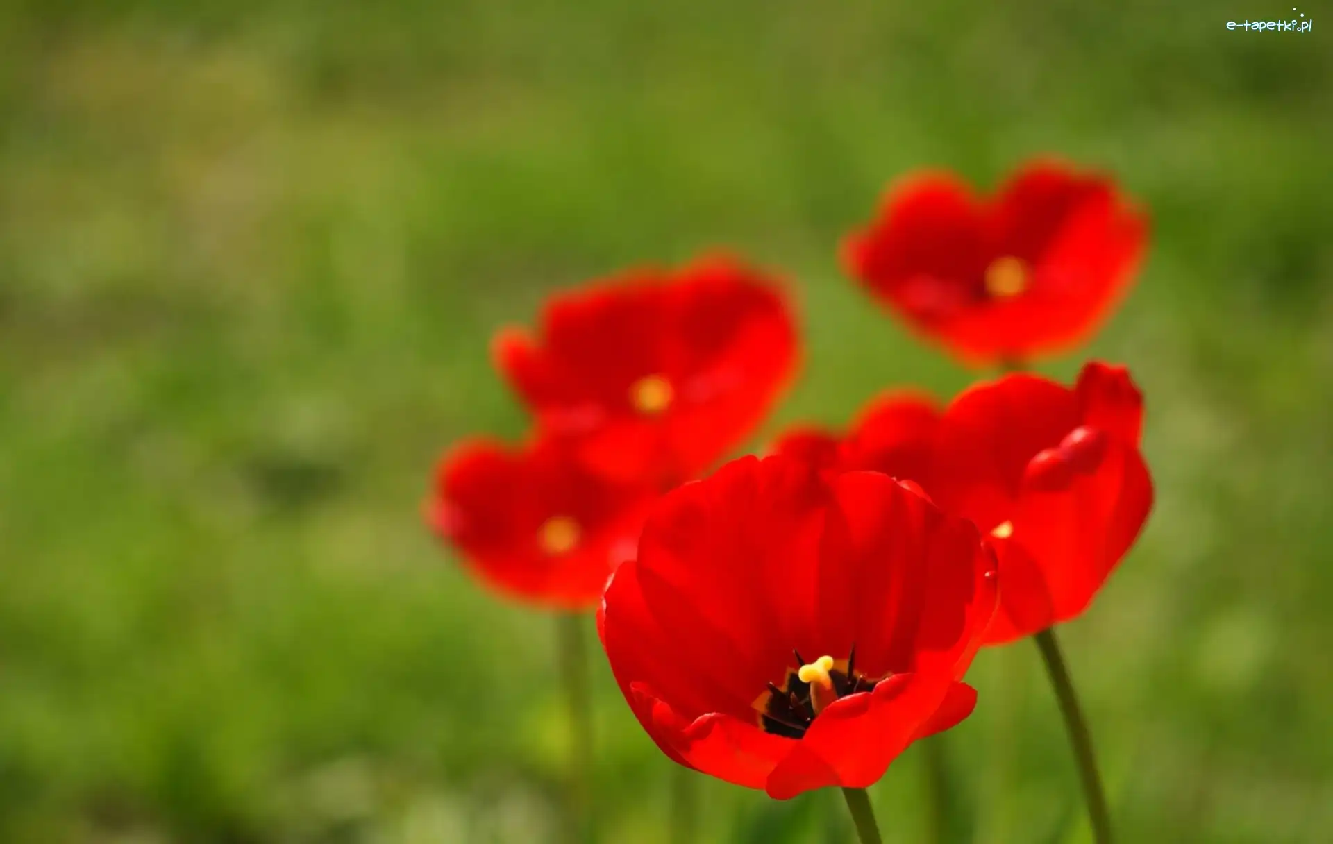 Tulipany, Czerwone