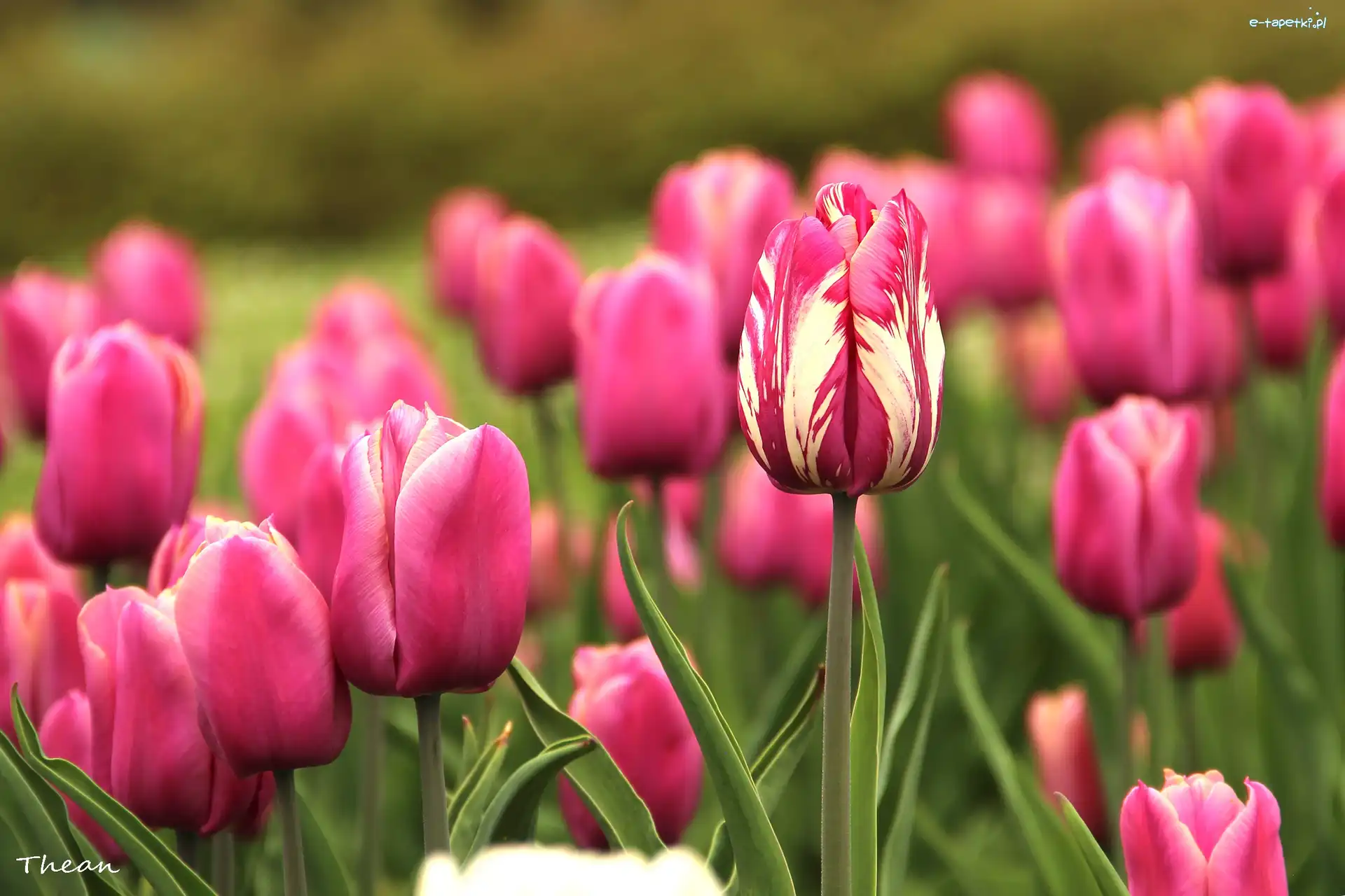 Tulipany, Różowe