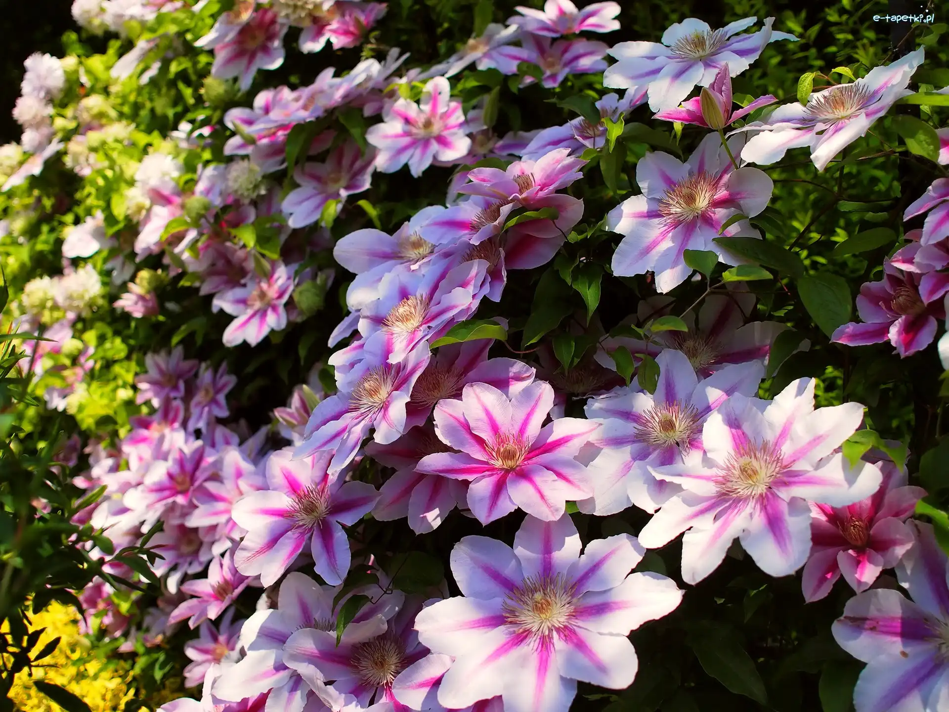 Clematis, Różowy, Kwity