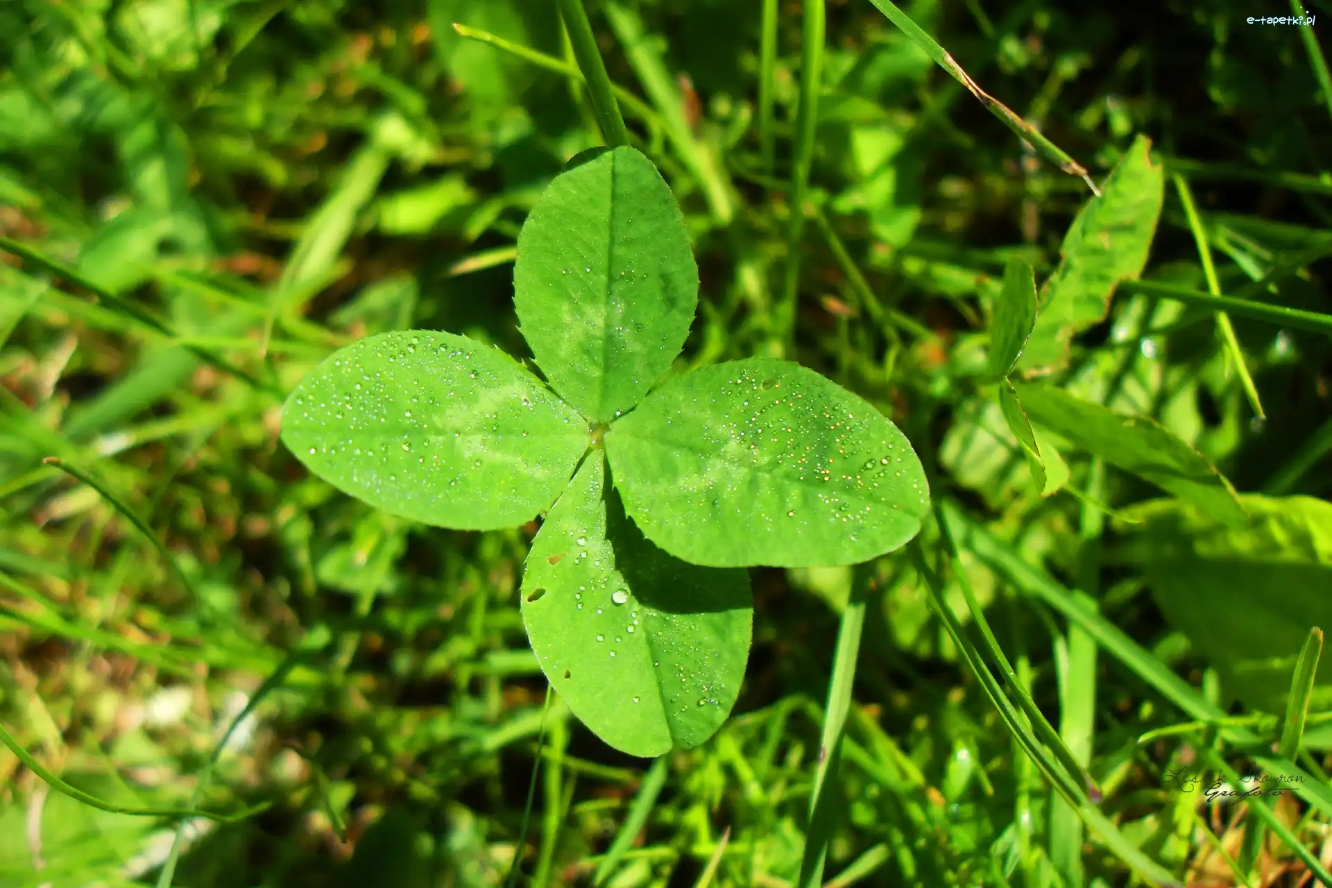 Rosa, Liście