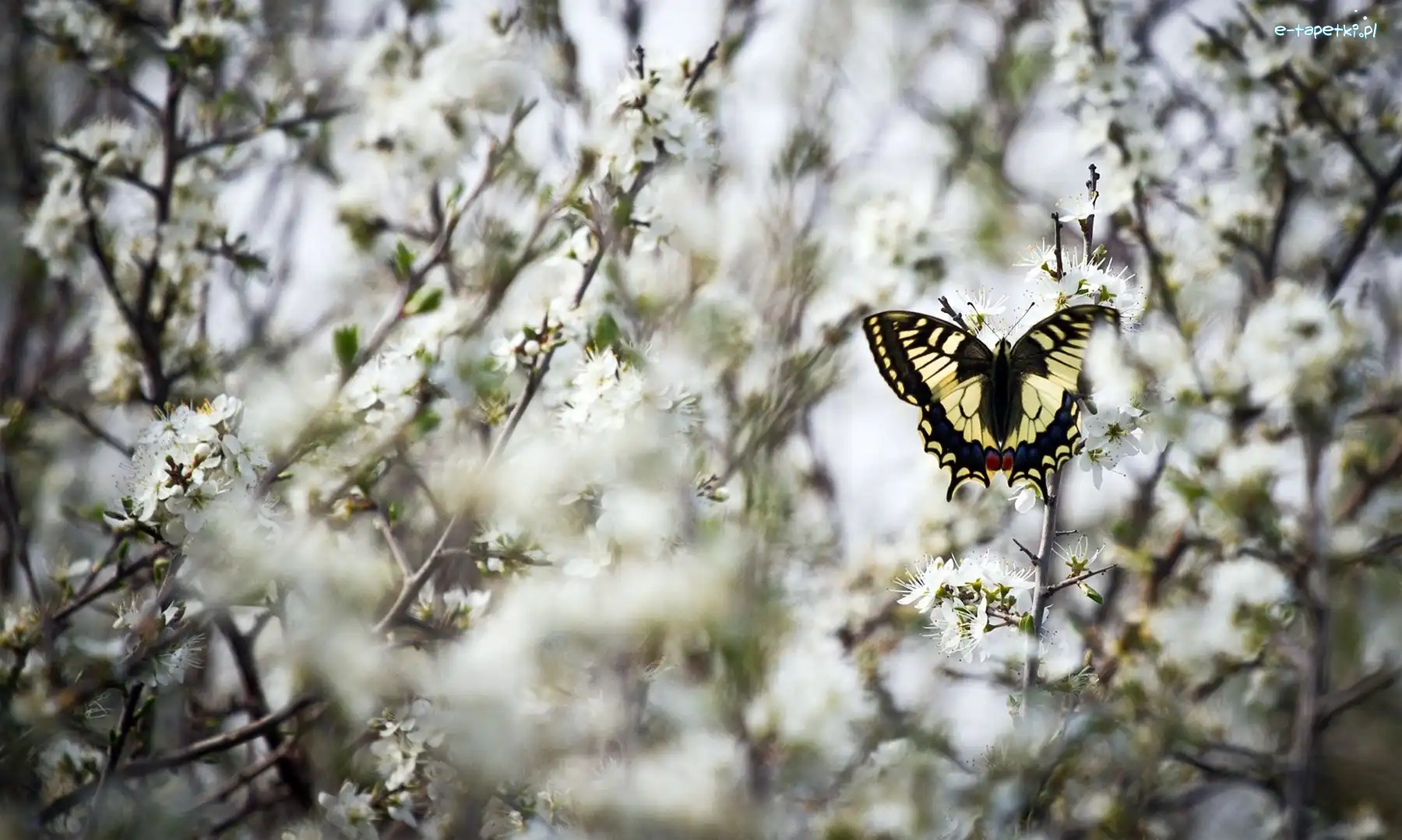 Motyl, Gałązki, Paź królowej, Kwiatuszki, Białe