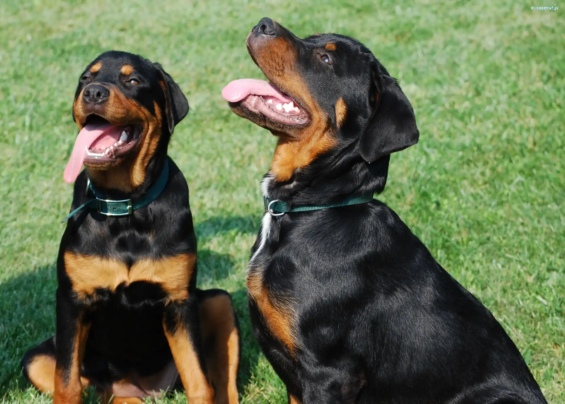 Rottweilery, Trawa, Języki, Dwa