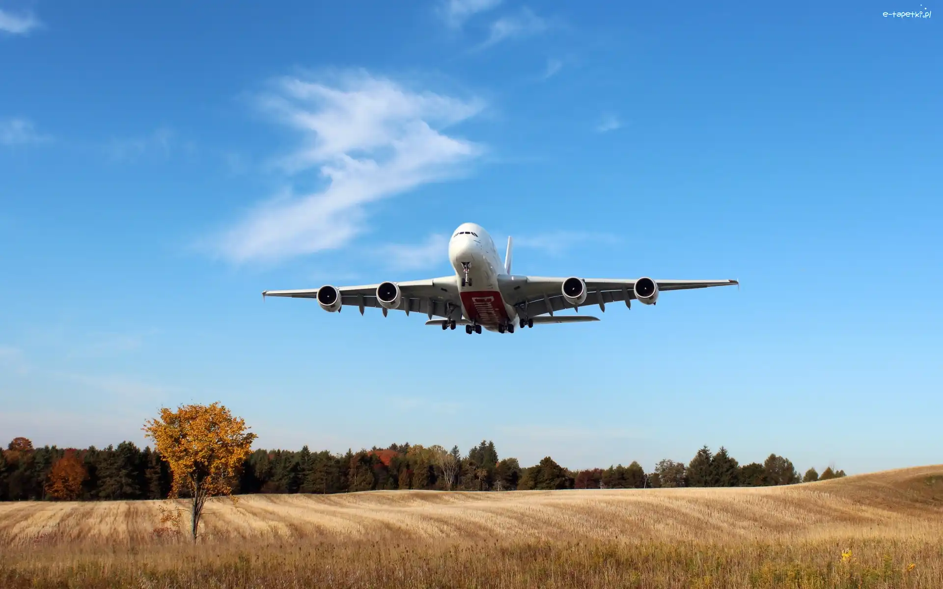 Airbus A380, Las, Łąka, Samolot