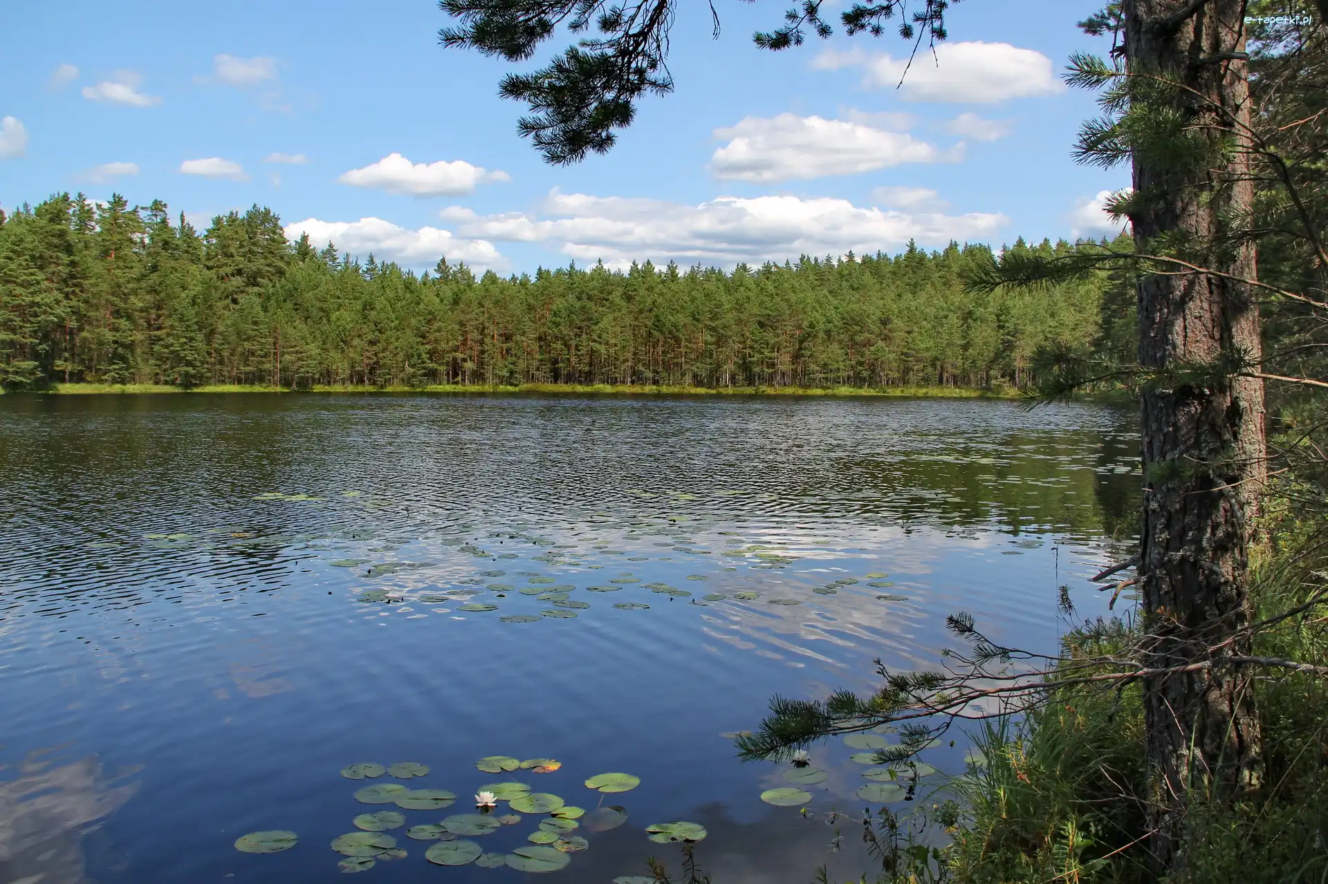 Las, Drzewo, Jezioro