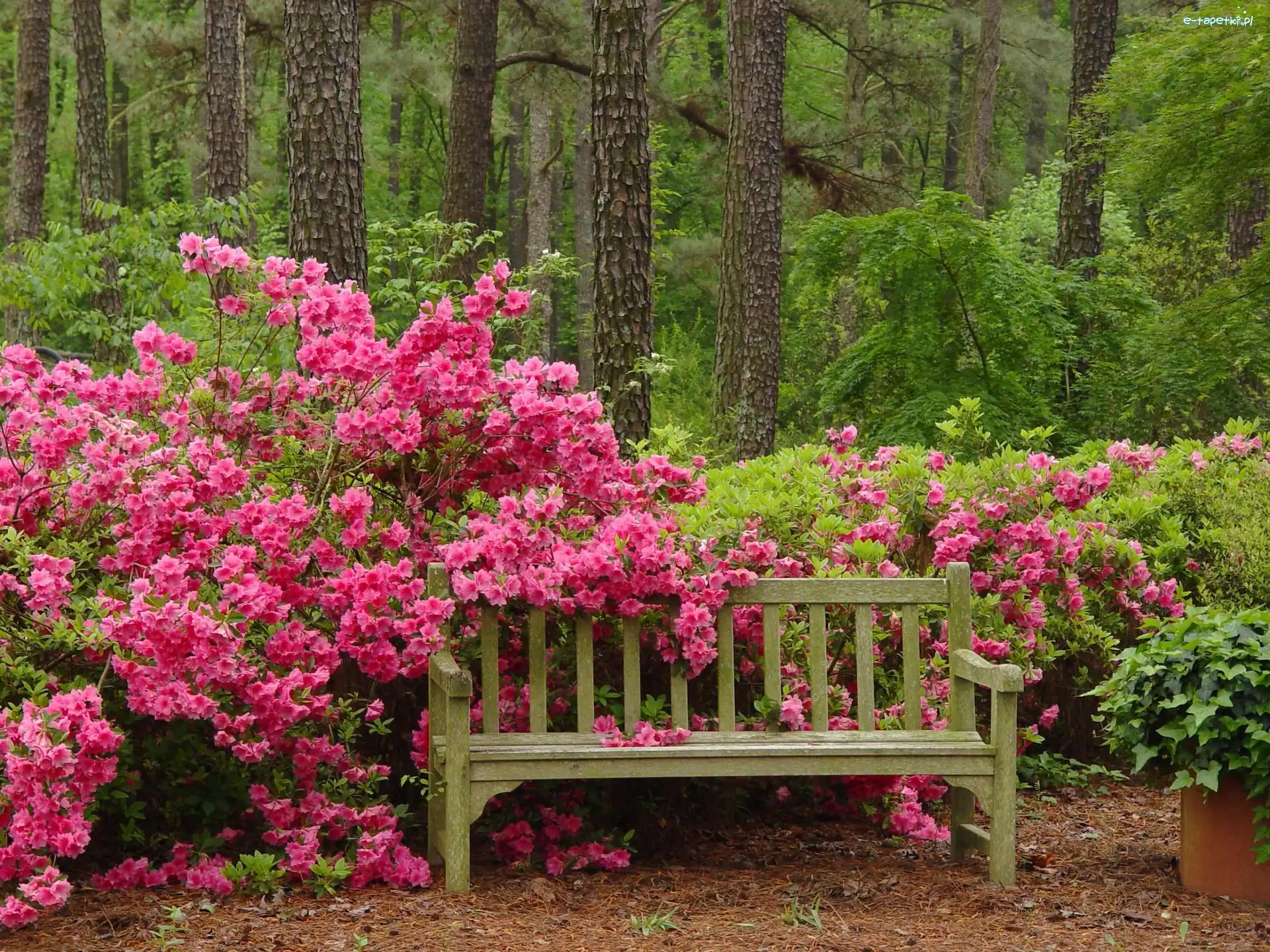 Kwitnące, Krzewy, Ławeczka, Rododendrony, Kwitnące, Las