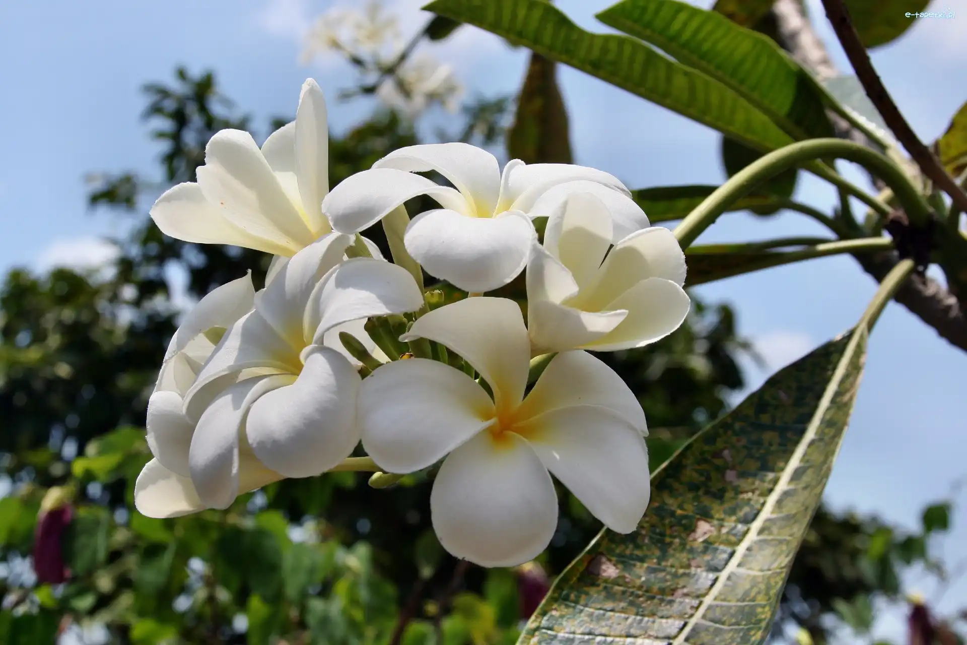 Plumeria, Biała