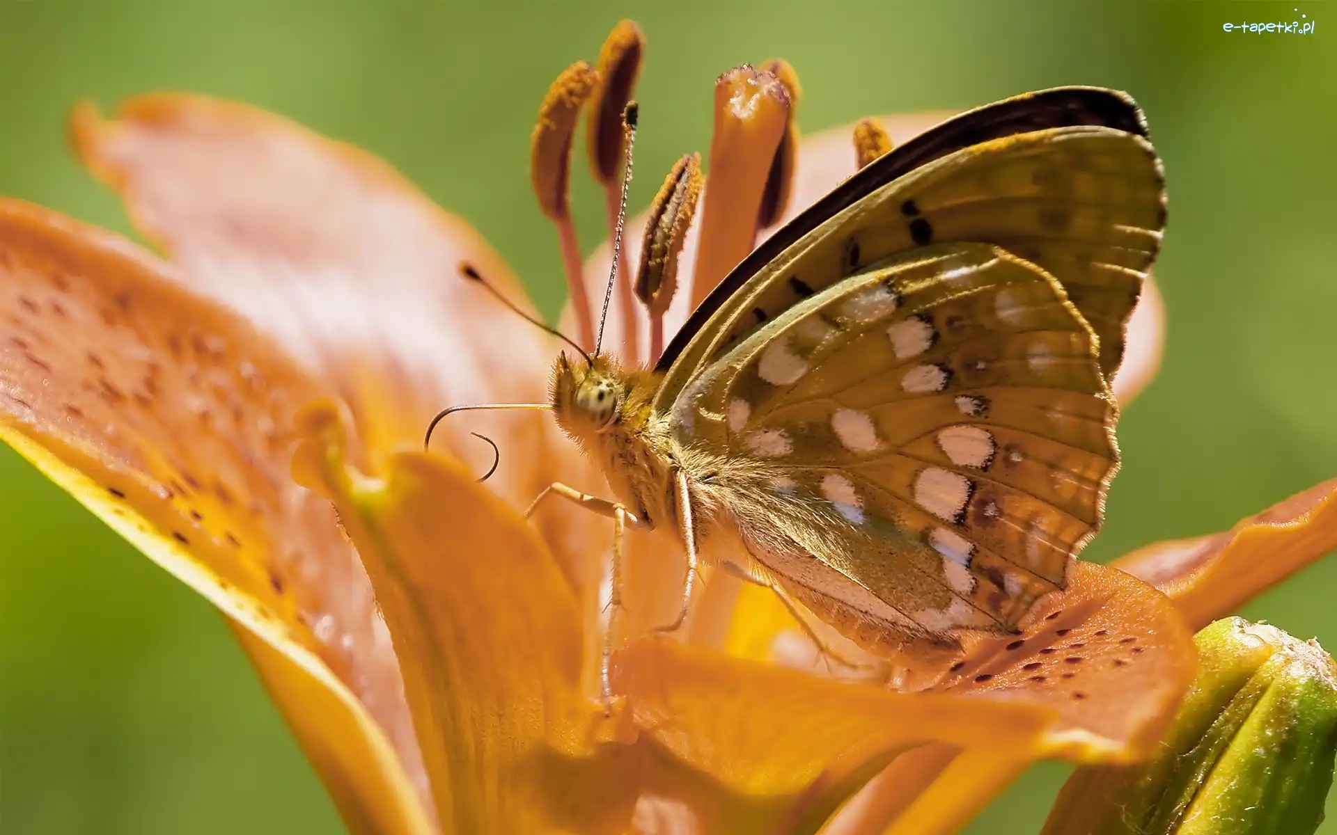 Motyl, Lilia