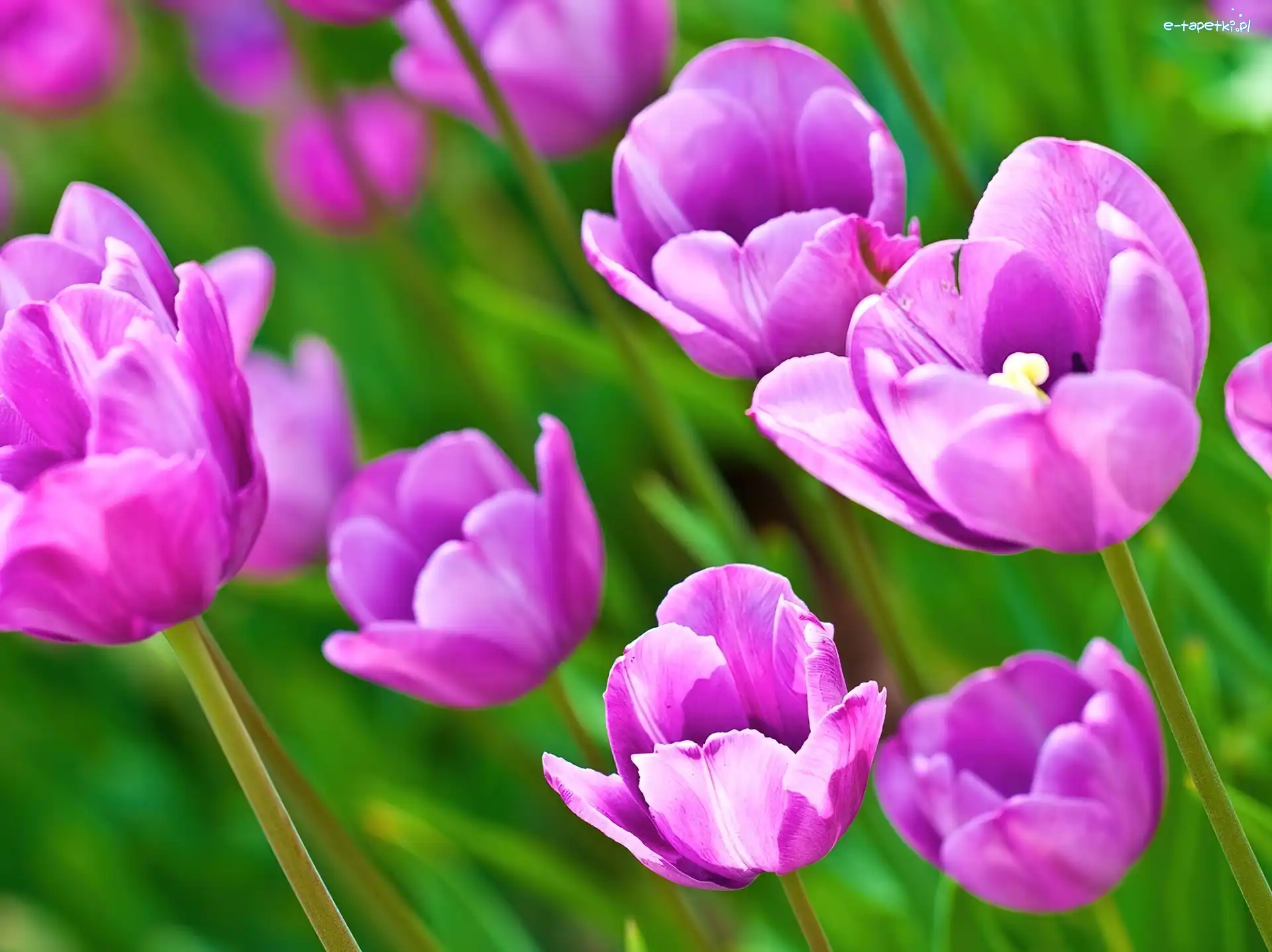 Tulipany, Fioletowe