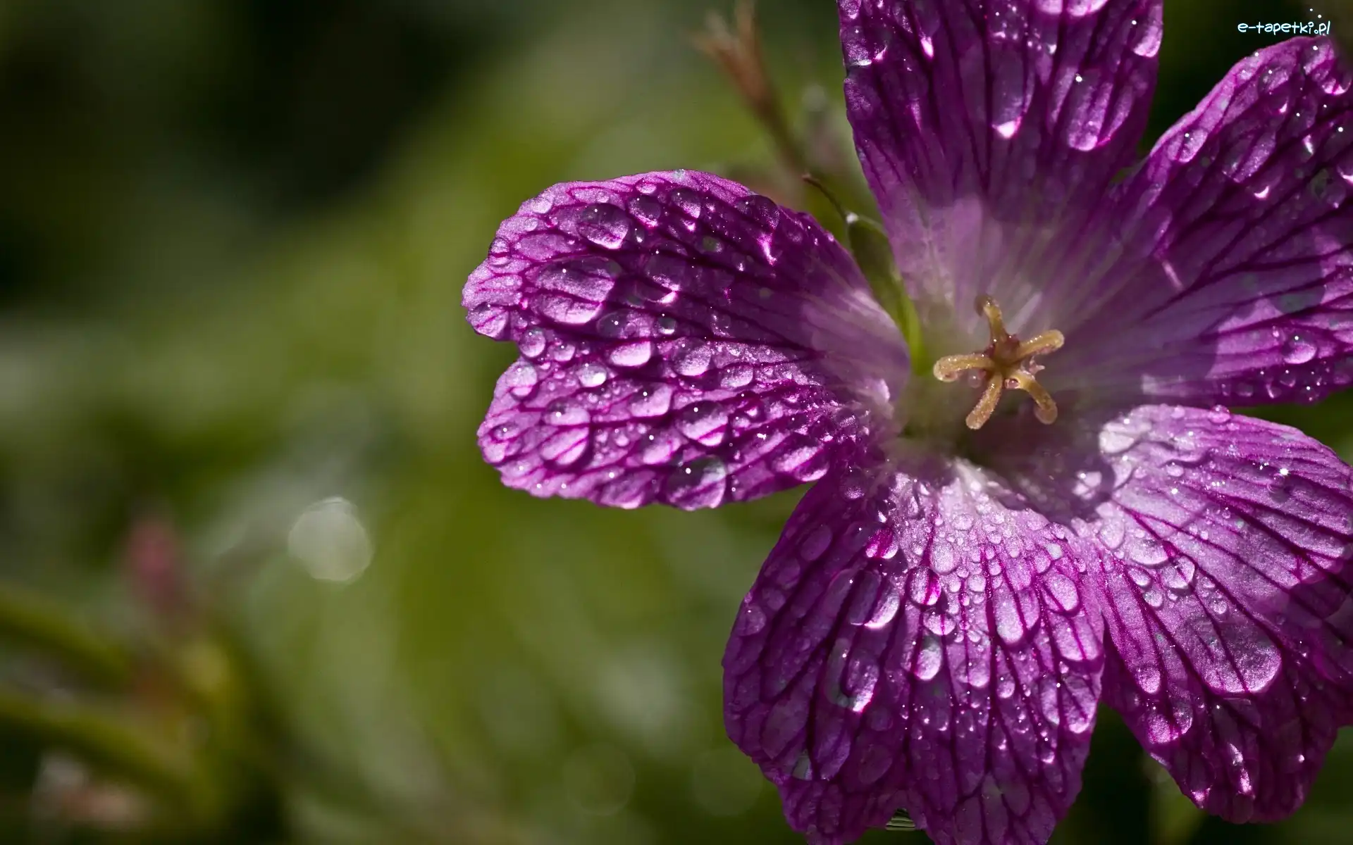 Petunia, Deszczu, Krople, Fioletowa