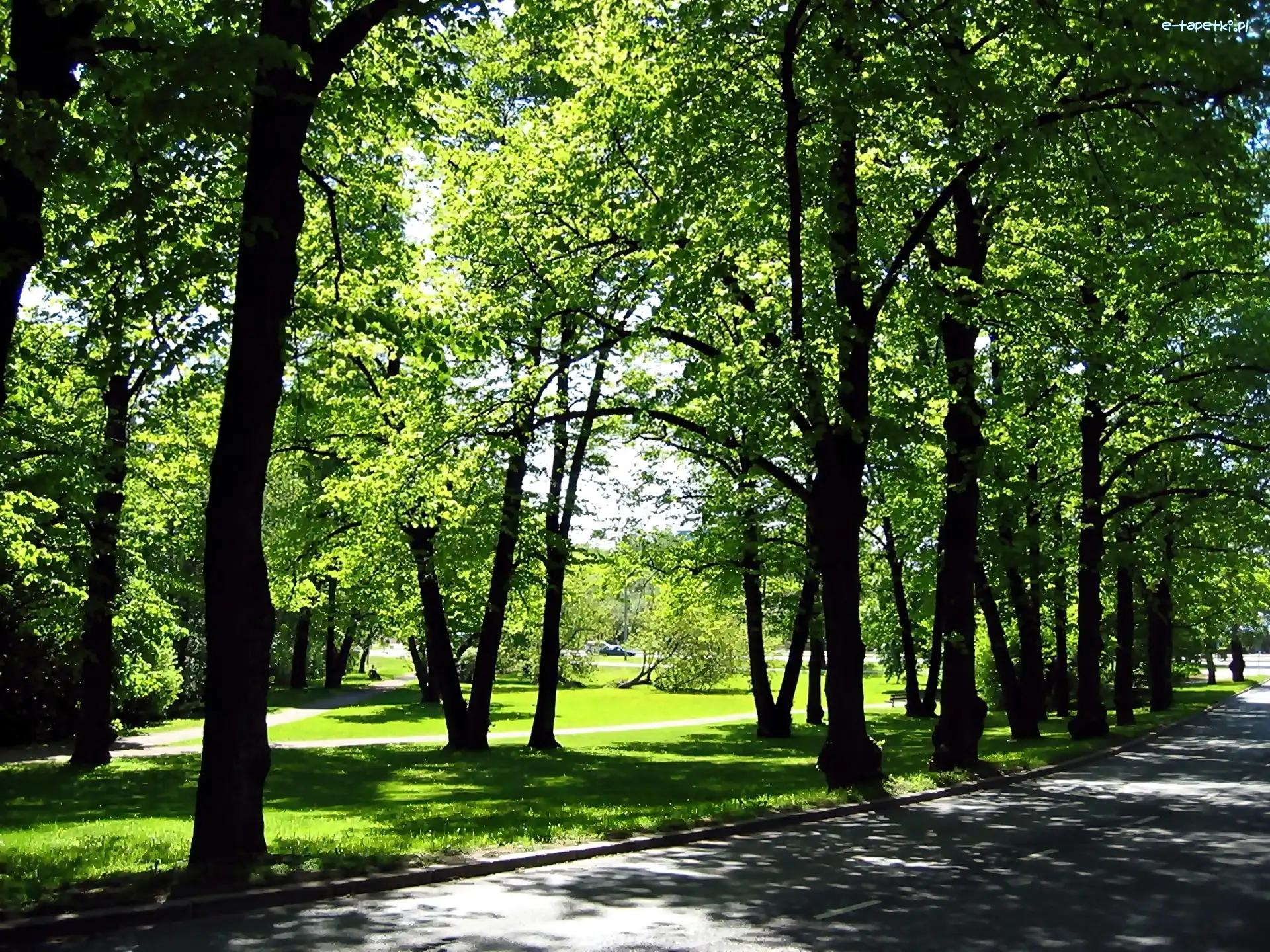 Światło, Ulica, Przebijające, Cienie, Alejki, Park
