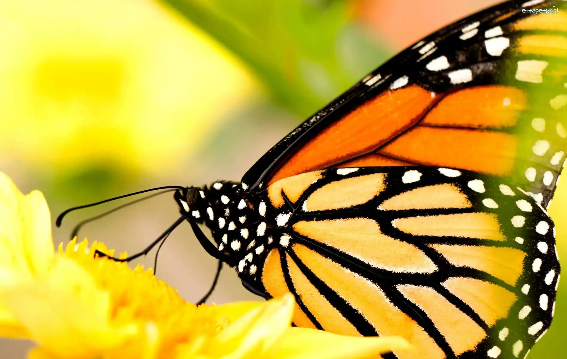 Motyl, Kwiat, Żółty, Monarcha