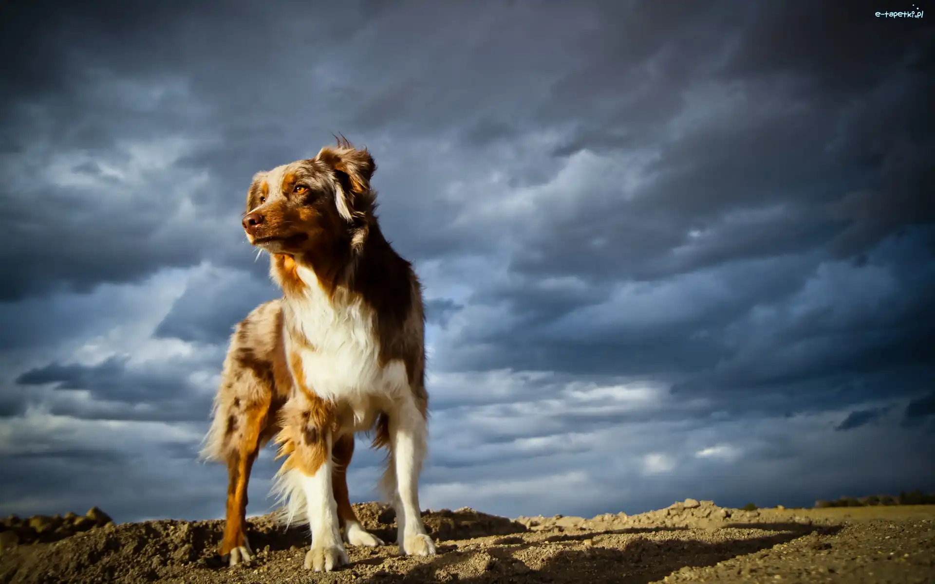 Owczarek australijski-australian shepherd
