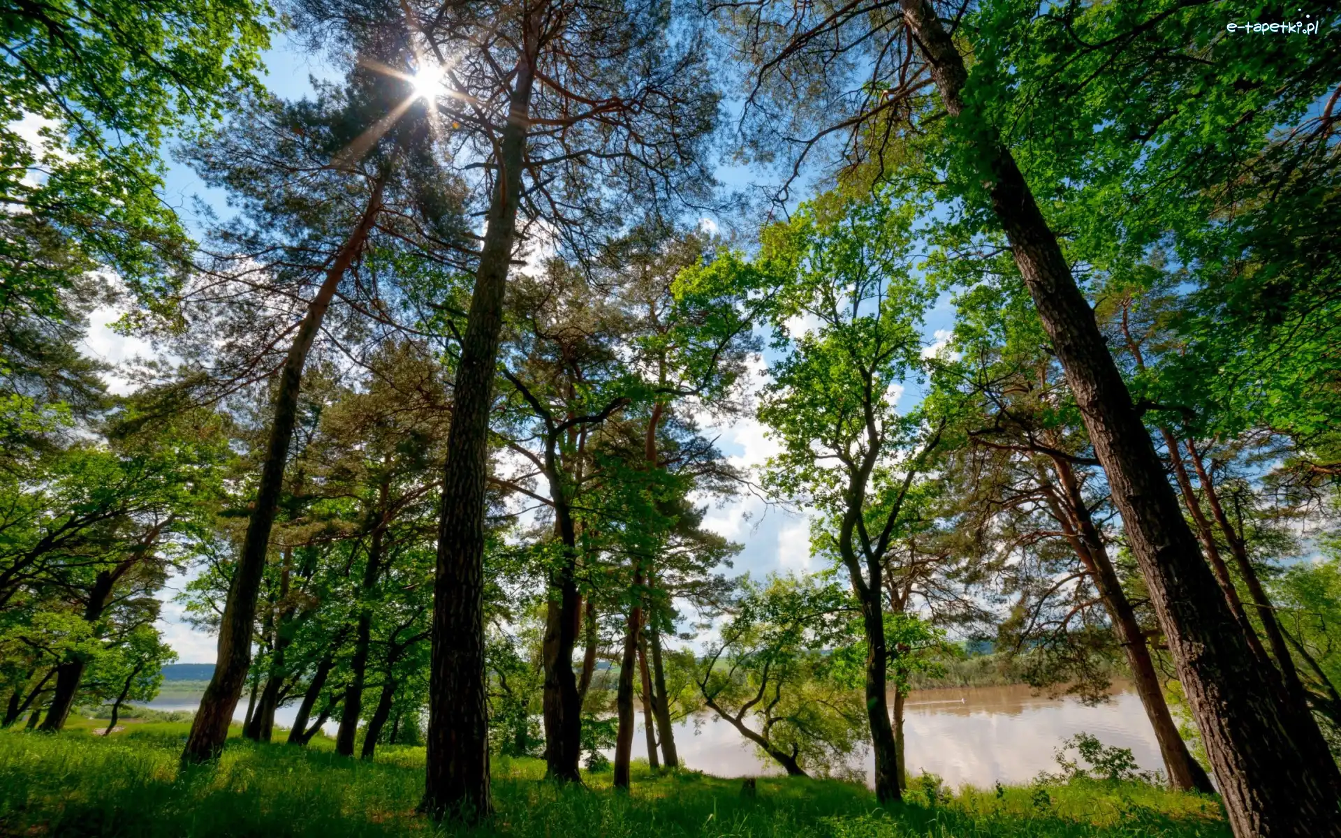 Las, Słońca, Promienie, Rzeka