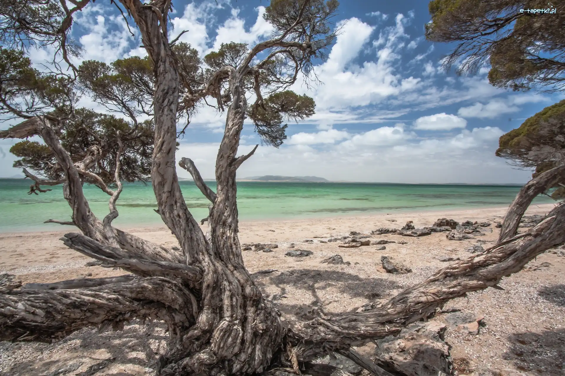 Drzewo, Plaża, Morze