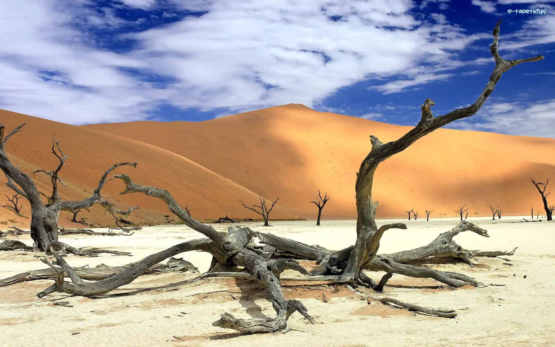 Pustynia, Suche, Wydmy, Namibia, Konary