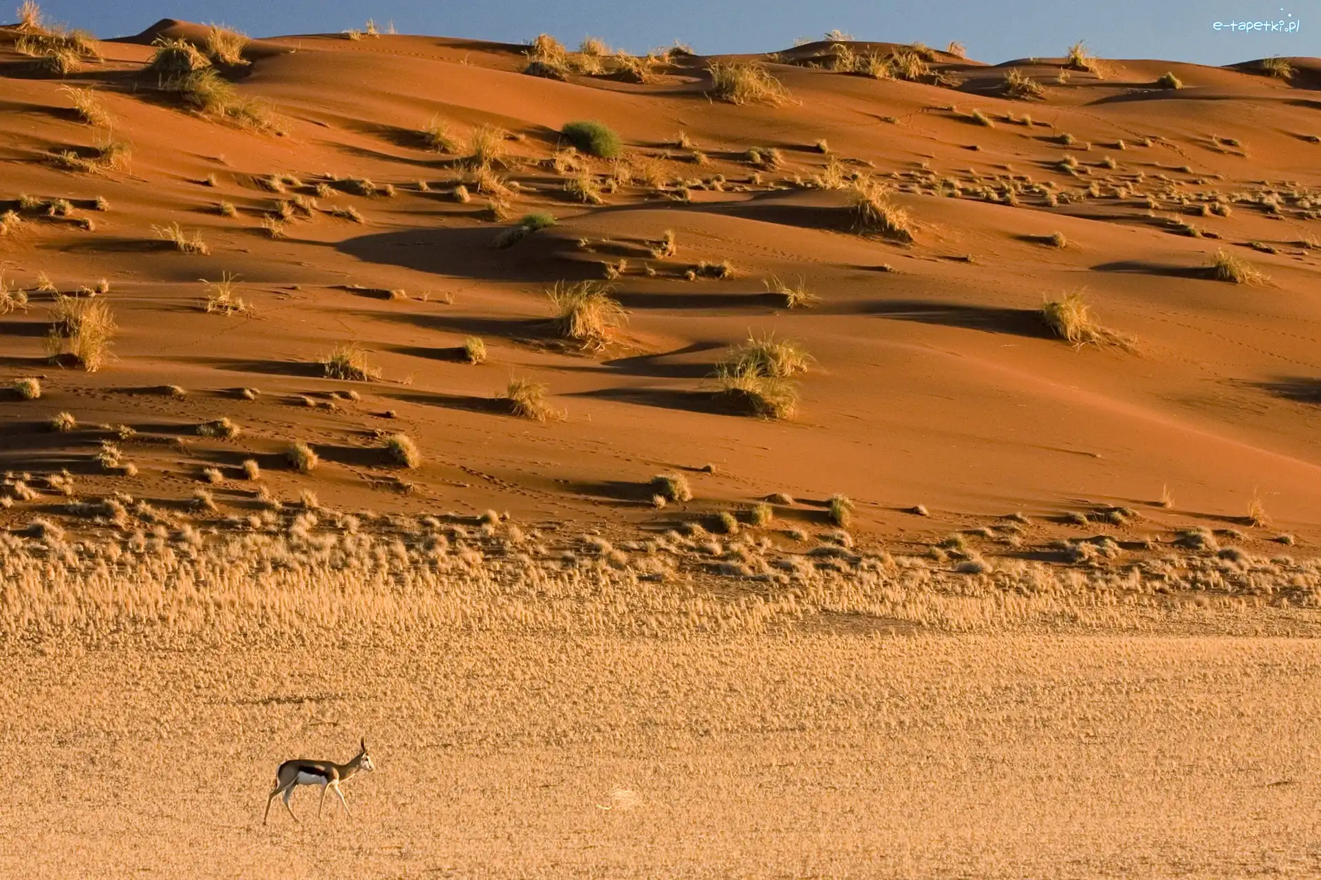 Trawy, Kępy, Suchej, Namibia, Antylopa, Pustynia