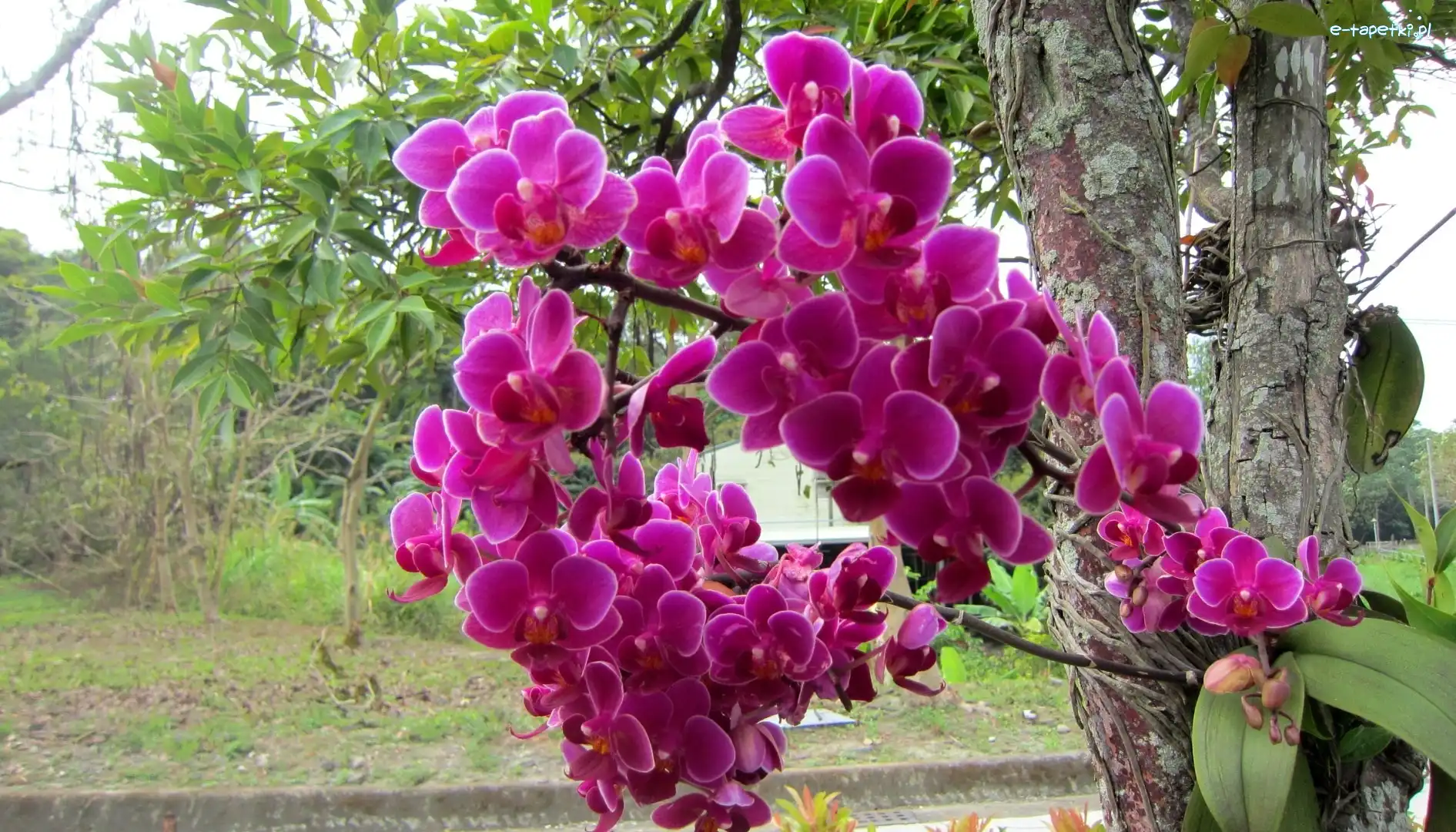 Drzewo, Orchidea