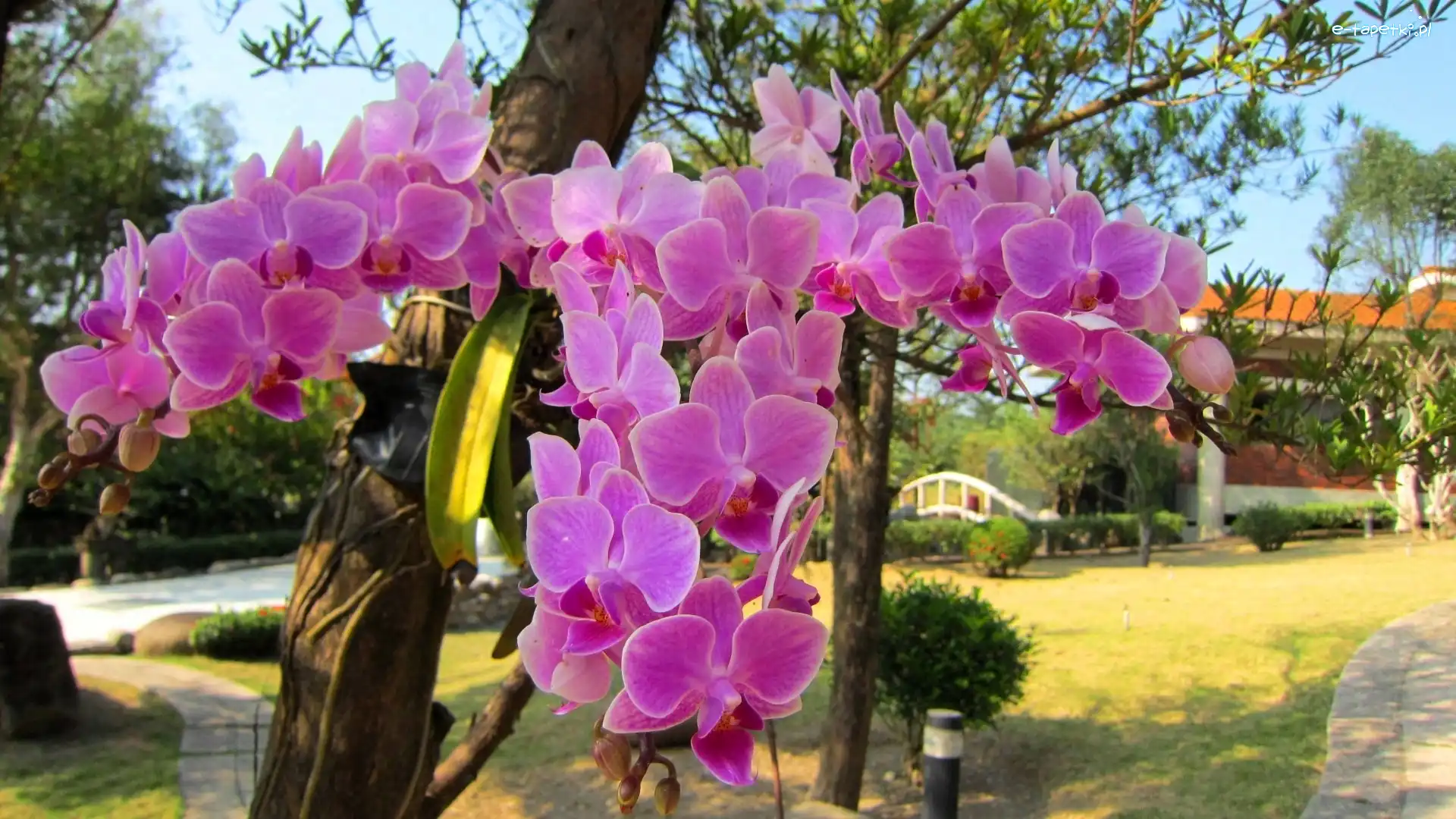 Ogród, Orchidea