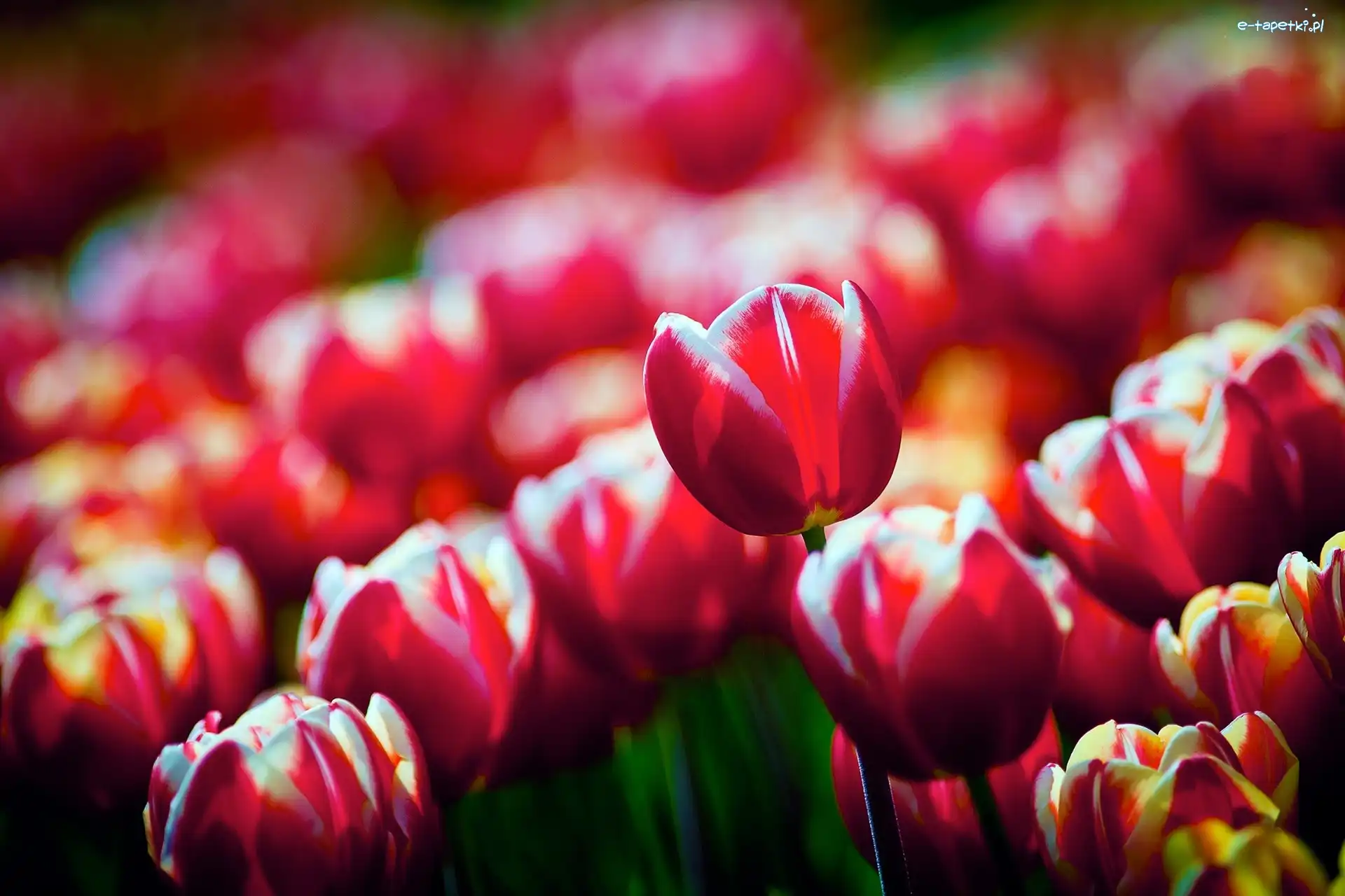 Tulipany, Czerwone