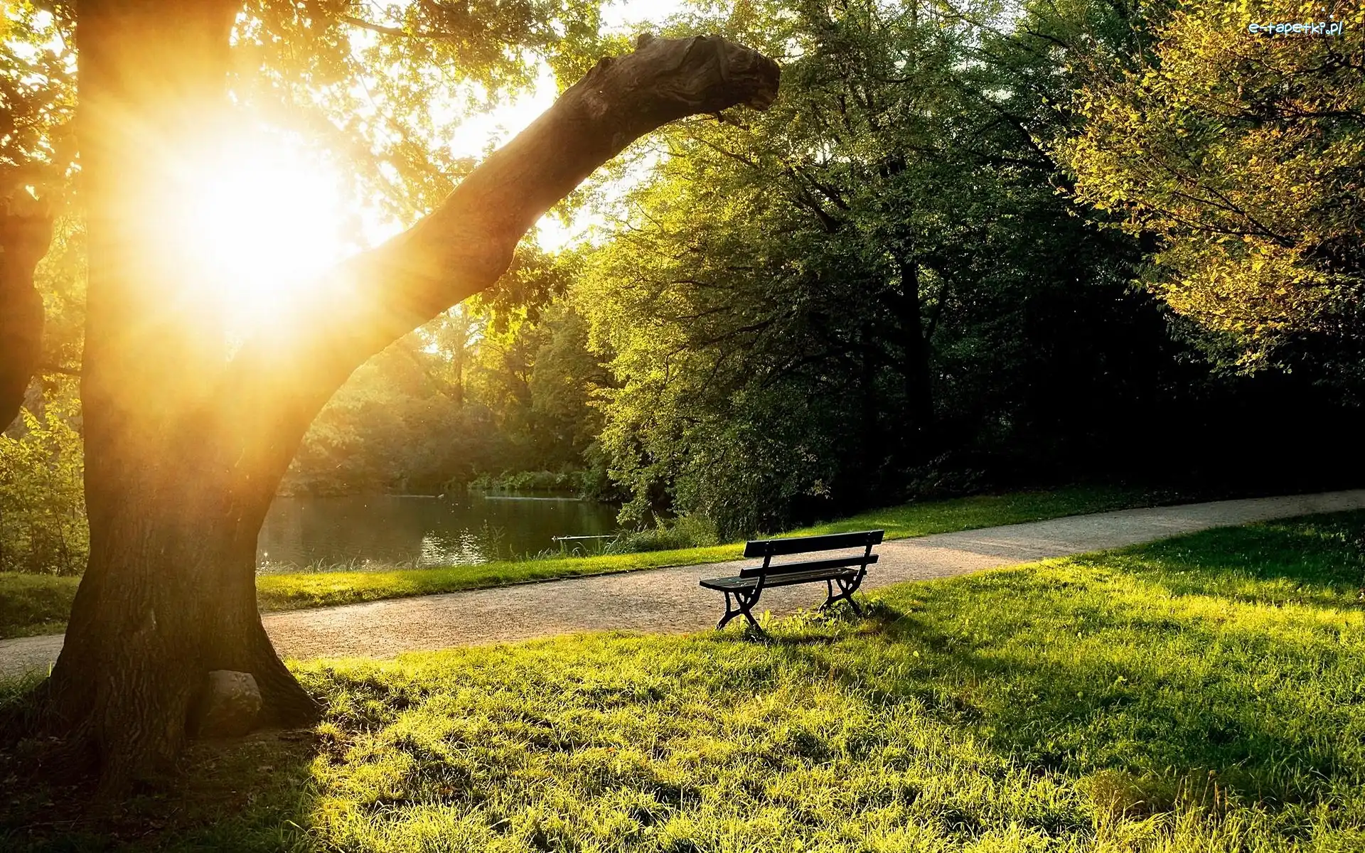 Ławka, Słońce, Przebijające, Park