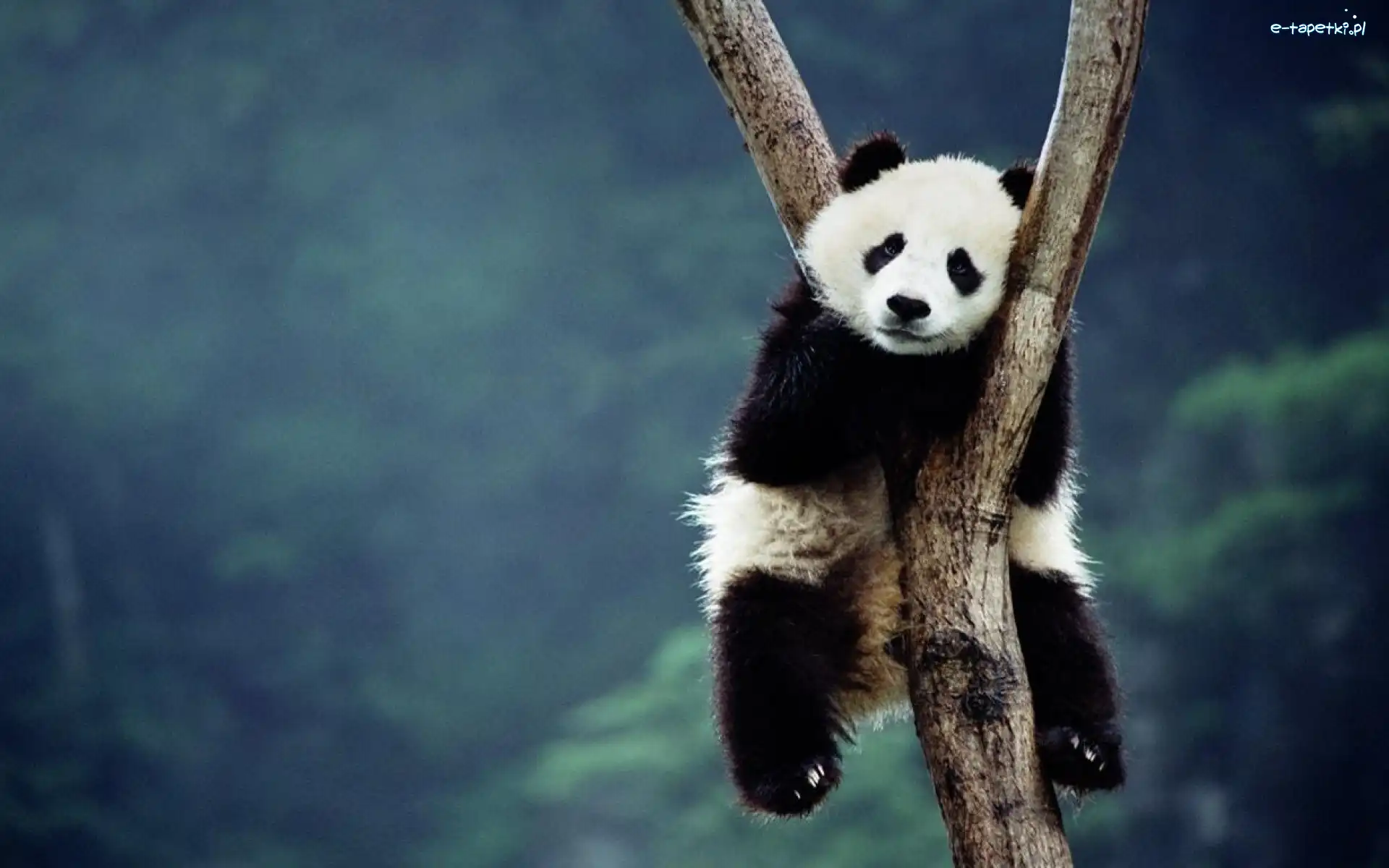 Drzewo, Panda