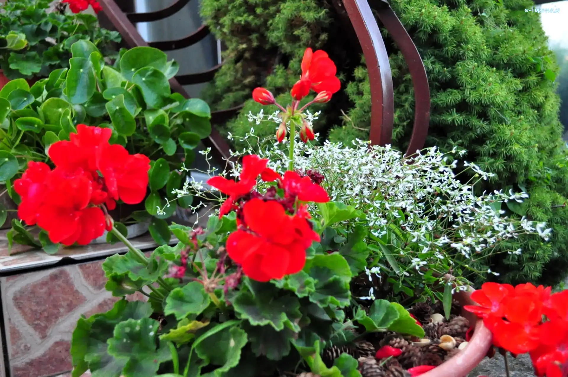 Kwiaty, Iglak, Białe, Balustrada, Czerwone, Pelargonie