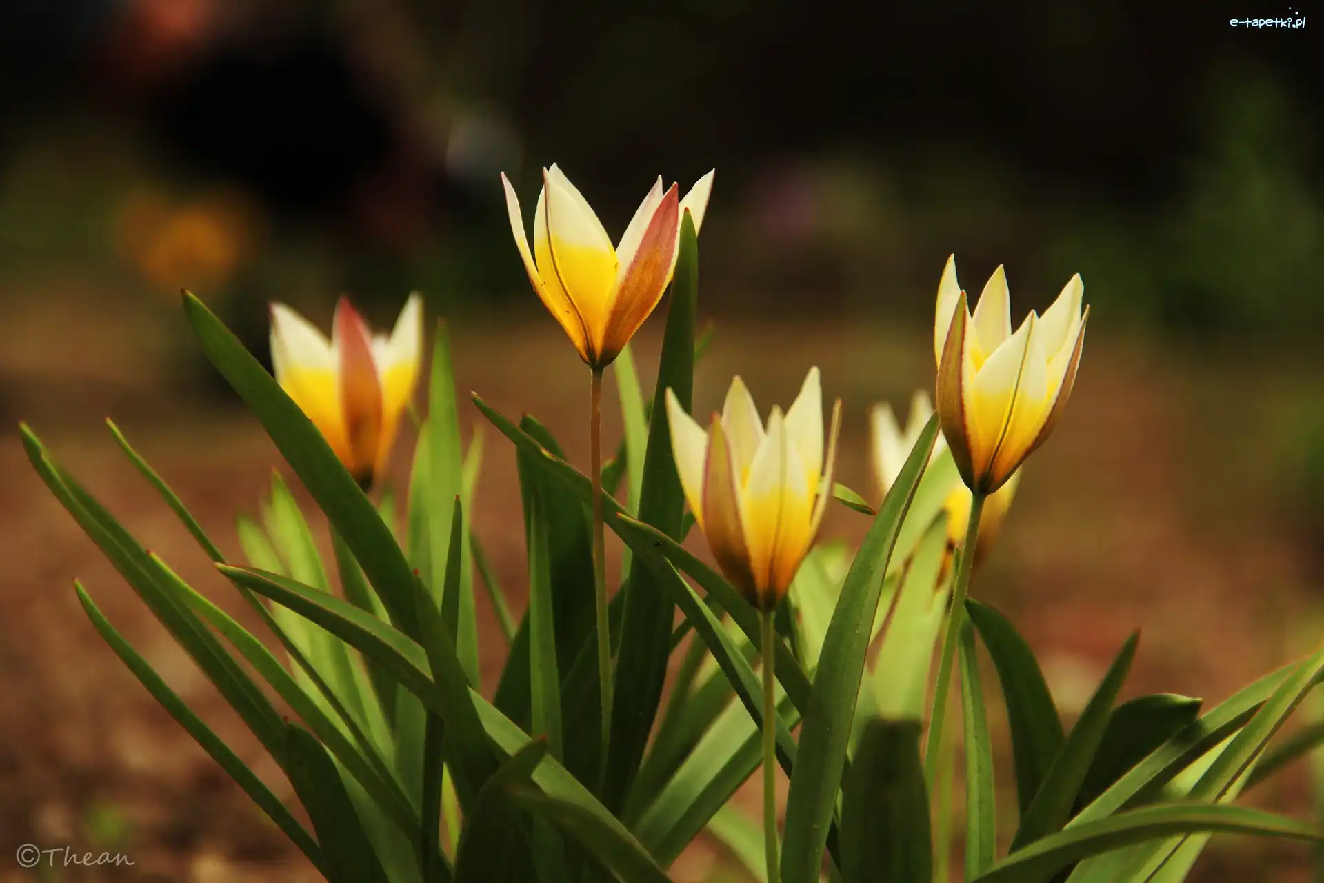 Kwiaty, Tulipany, Żółte